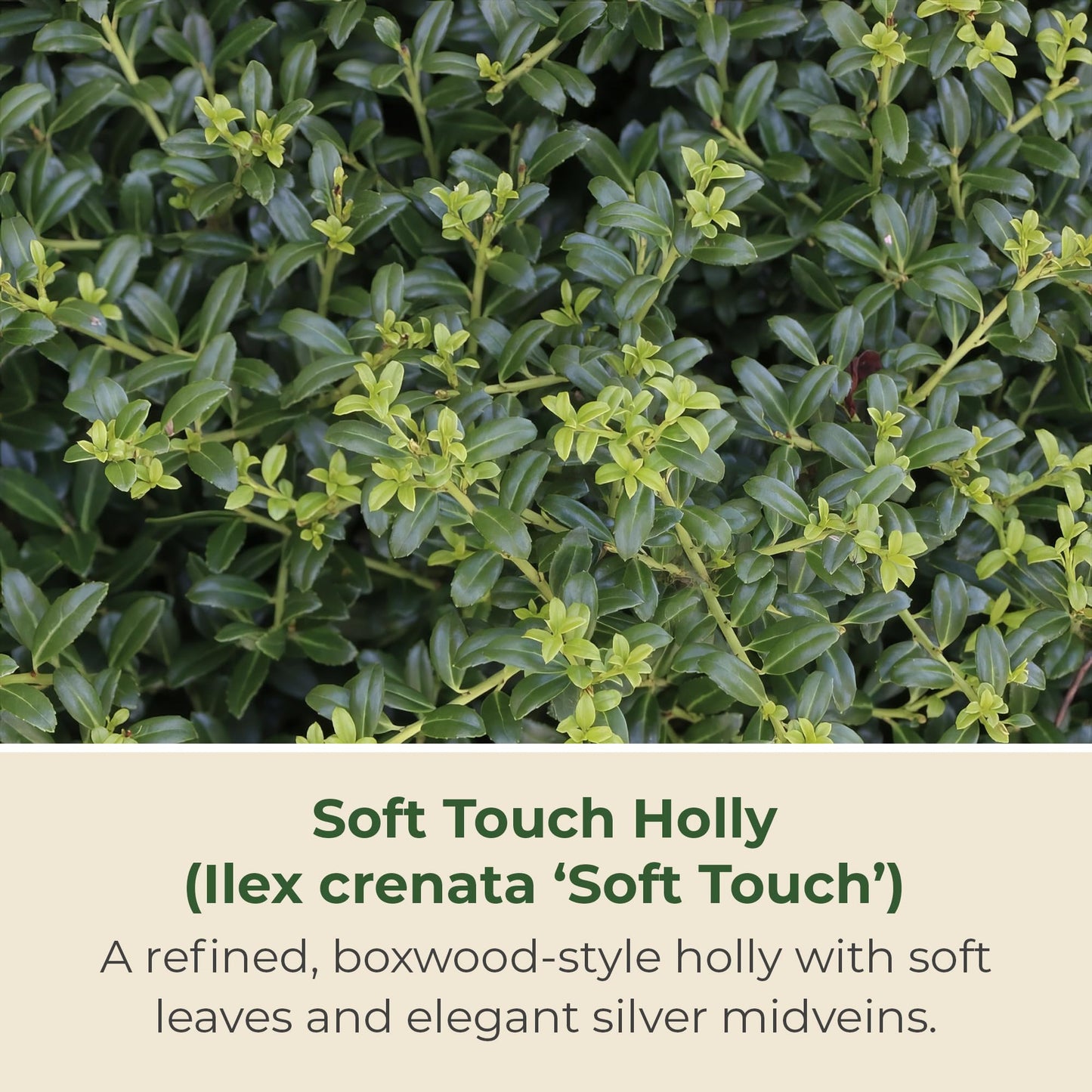 2.25 Gal. Holly Soft Touch Shrub - Glossy Evergreen Shrubs w/Interesting Silver Midvein - Hardy, Low Maintenance Outdoor Shrubs - Fresh Holly Shrub for Hedges, Privacy Screens, Borders & More