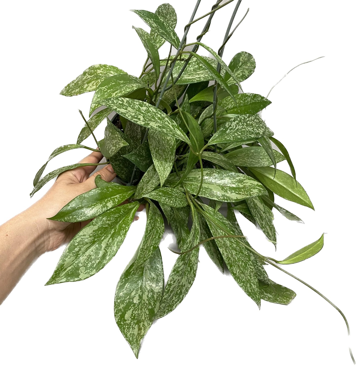 Hoya Publicalyx Splash Red Button - Air Purifying Features - Pet Friendly - Hoya Plants Live Houseplants - Wax Plant (3-4 Plants, 4" Pot)