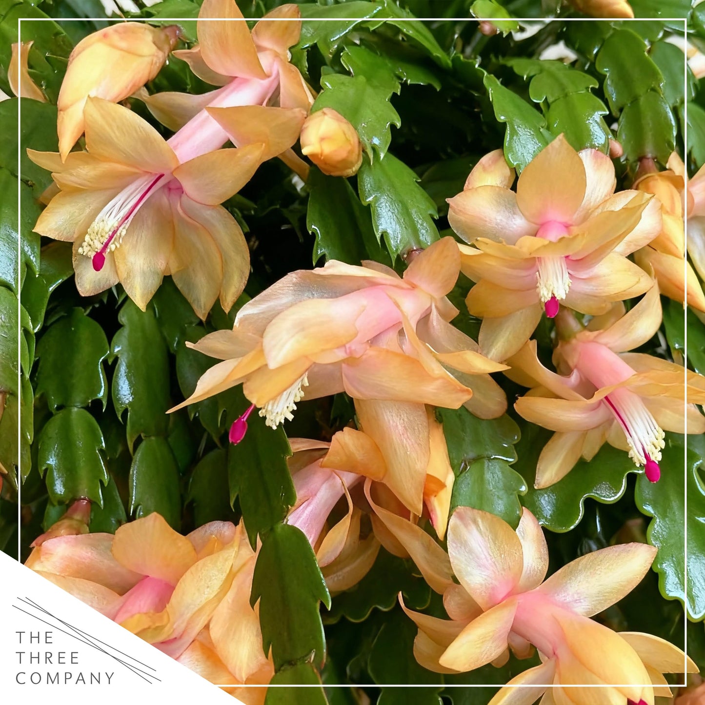 Live Flowering Zygocactus - Yellow-Orange - Thanksgiving/Christmas Cactus - Seasonal Bloomer, Currently Out of Bloom - 5” Tall by 5” Wide in Deco Cover