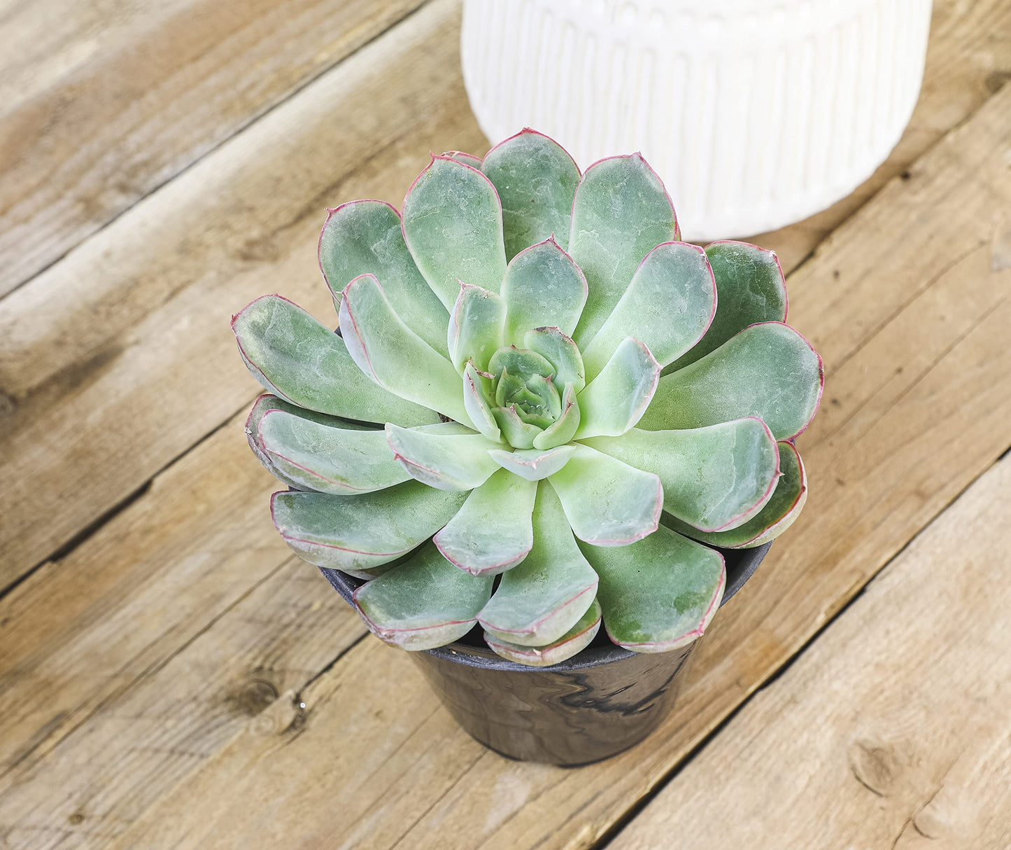 1QT Echeveria Succulents Live Plants 4PK, Live Succulent Party Favors in Succulent Pots, Live Succulents Plants Live House Plants Indoors Live Plants Indoor Plants Live Houseplants, by Plants for Pets