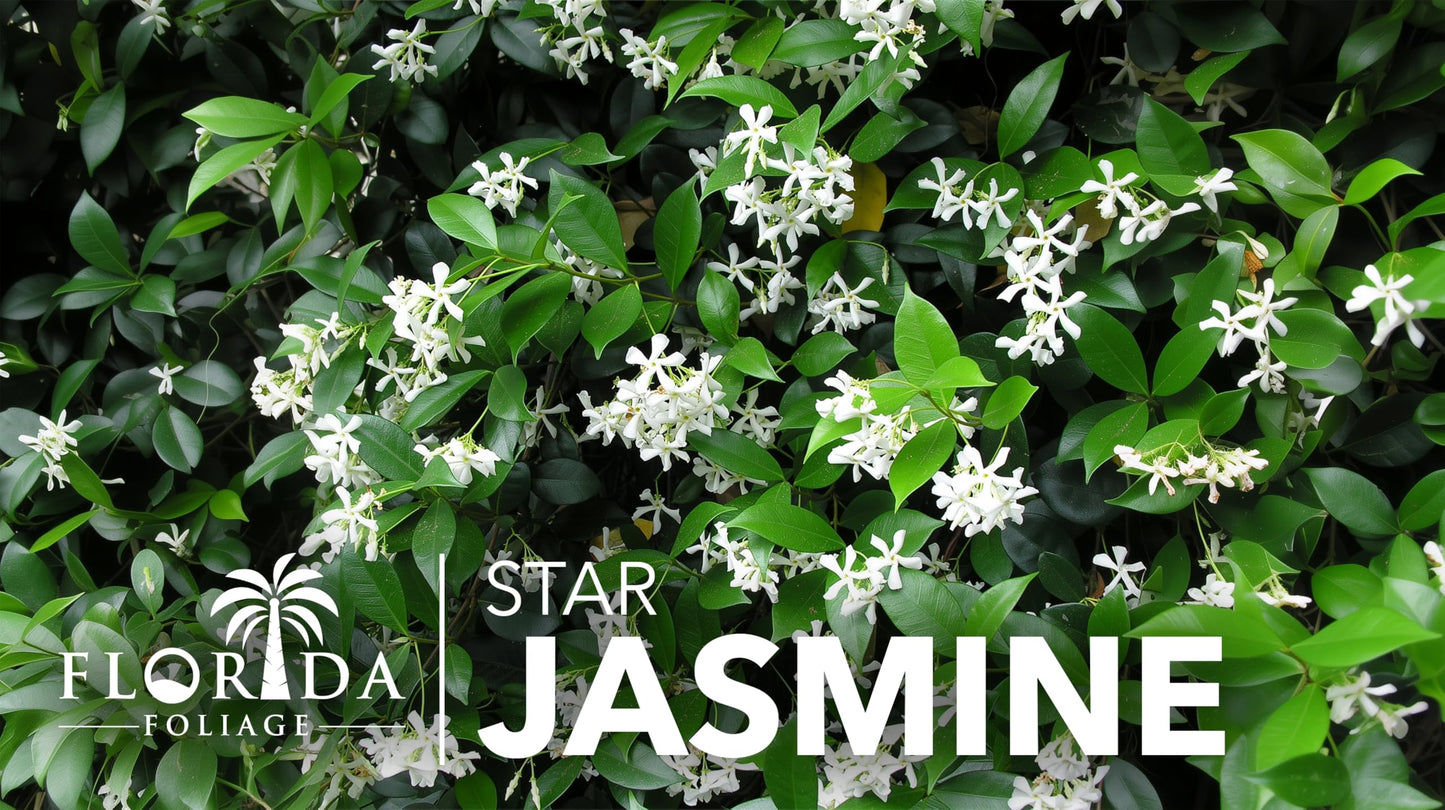 Star Confederate Jasmine | 1 Live 4 Inch Plant | Trachelospermum jasminoides | Flowering Vine Plants | Evergreen Ground Cover for Landscaping