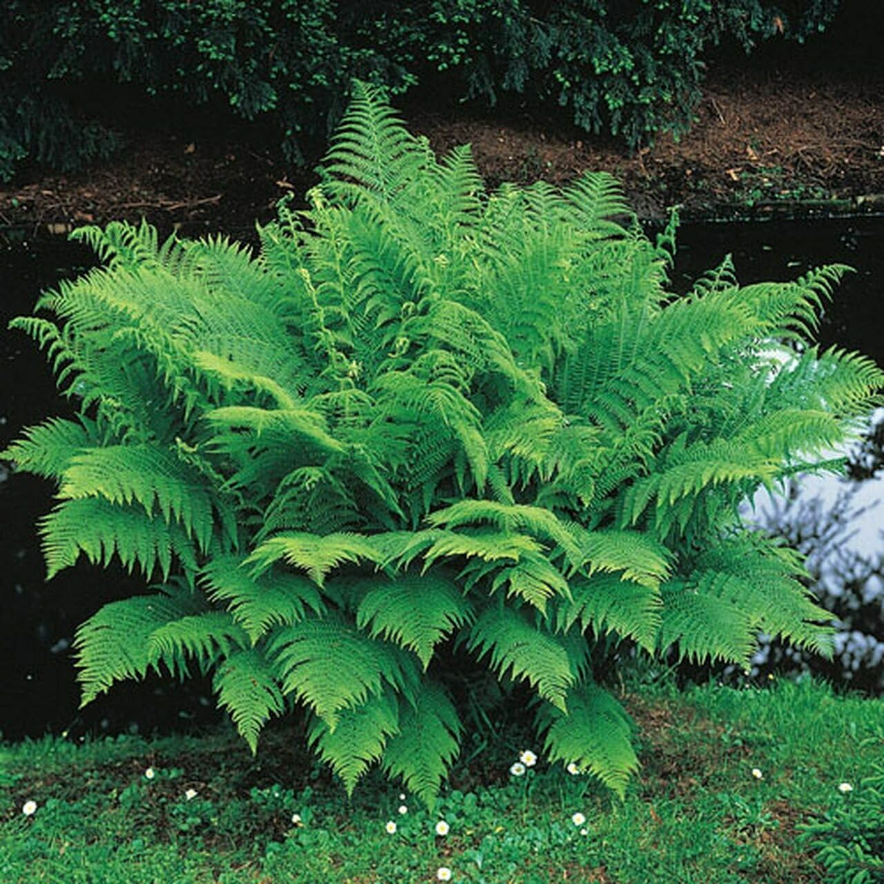 Live Plant - 20 Lady Fern Roots/Root Systems - Common Ladyfern Plants - Athyrium filix-femina
