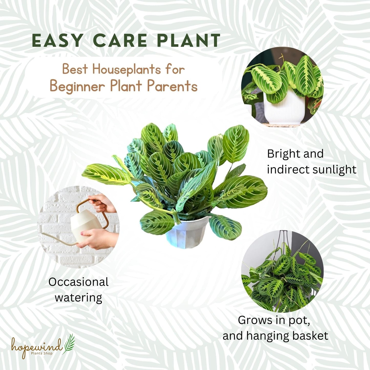 Live Plant, Lemon Lime Maranta Prayer Plant, Pet Friendly, Air Purifying Plant, Easy Care, Easy to Grow Live Indoor Plant, Houseplant, Rare Indoor Plant, Home Décor 4 inch White Pot