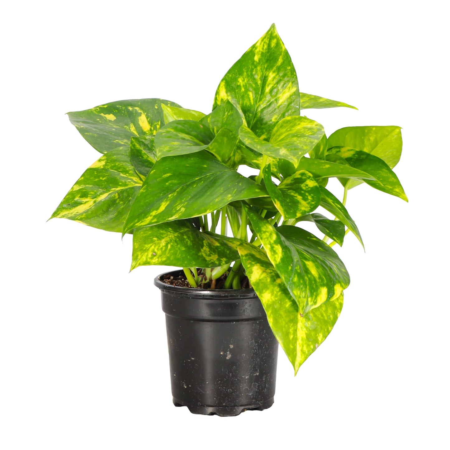 Thorsen's Greenhouse Golden Pothos, Live Indoor Vining Plant, Easy to Grow, Variegated Houseplant, Natural Air Purifier (Nursery Pot, 4-inch Pot)