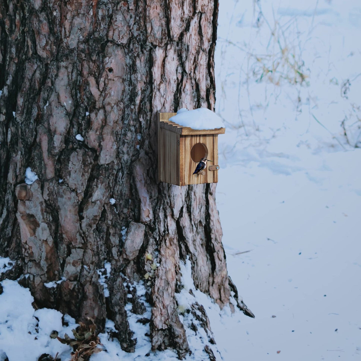 Humming Bird Houses for Outdoor Hanging Small Bird Nesting Box - Wood Nest for Wren, Chickadee, Robin, Hummingbird, Parakeet - Perch House for Outdoors Birdhouse Birds - Made of Pine Wood