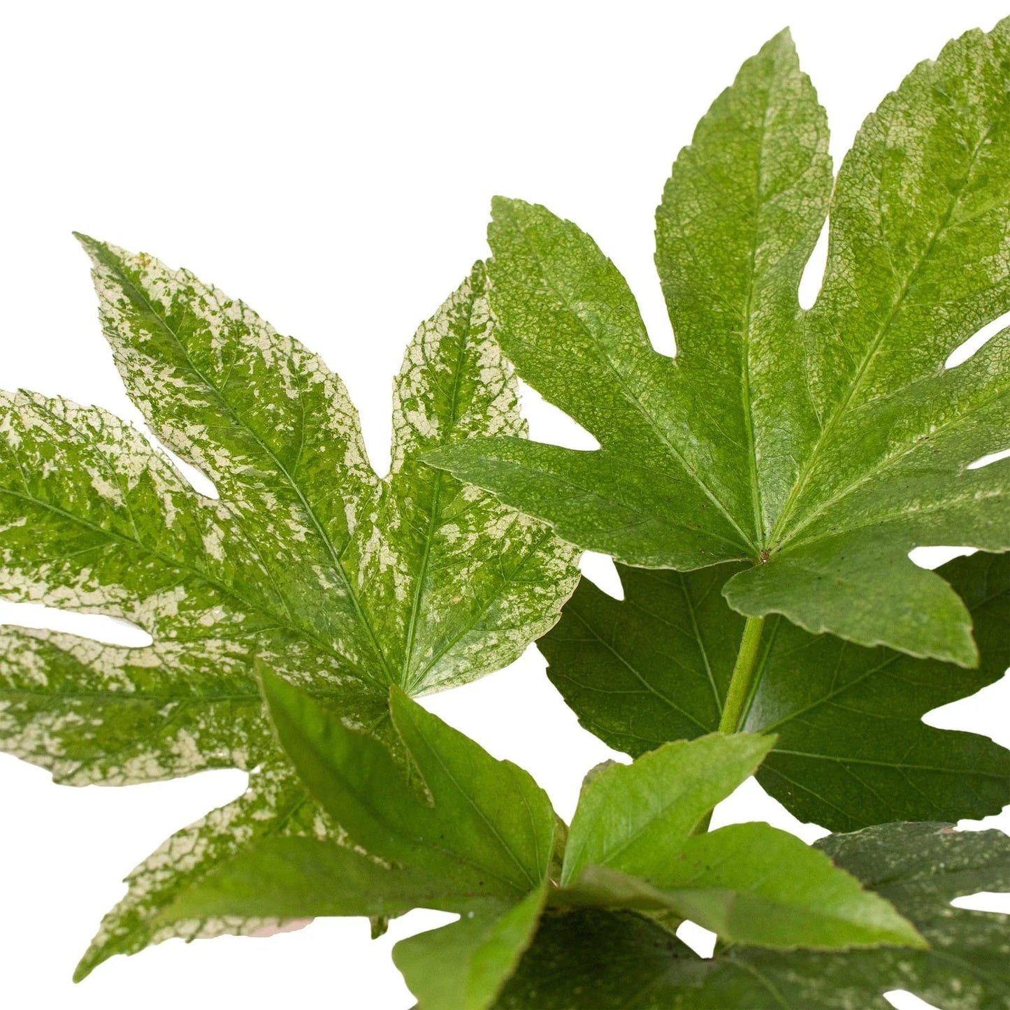 Fatsia 'Spider's Web' | Live Plant for Indoor & Outdoor | for Living Room, Office, Bathroom | (6" Pot)