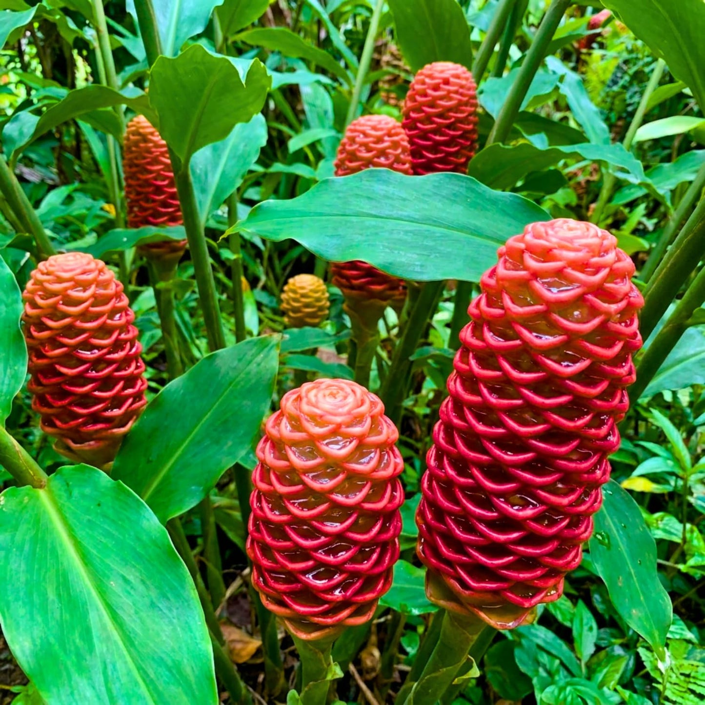 10 Awapuhi Shampoo Ginger Rhizomes, Red Shampoo Ginger 4-6 Inch, Red Ginger Lily, Zingiber Zerumbet, Outdoor Growing, Ready to Grow