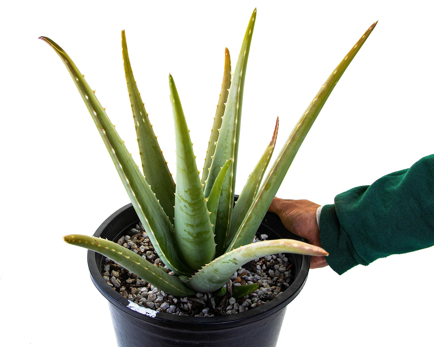 Cactus Outlet Aloe Vera Plant - Live Indoor & Outdoor Plant - Healthy Aloe House Plant - Barbadensis - Landscape Ready Live Plant Delivered Right to Your Door - Aloe Vera Plant Live Ready to Plant