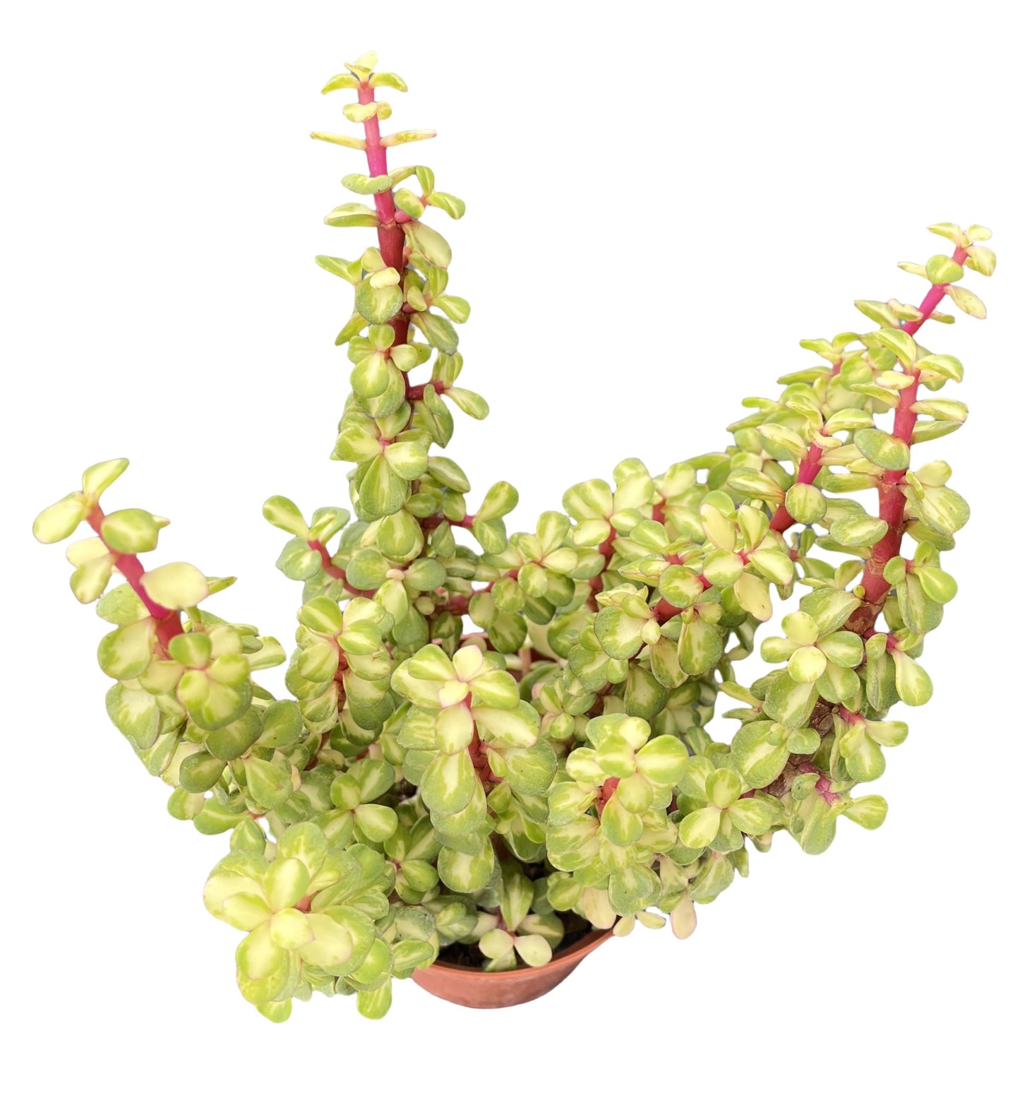 Sprout N Green Variegated Elephant Bush, Portulacaria afra 'Variegata' Live Succulent Plant Fully Rooted in 4" Pots with Soil Mix, Houseplant for Indoor Outdoor Home Office Decor