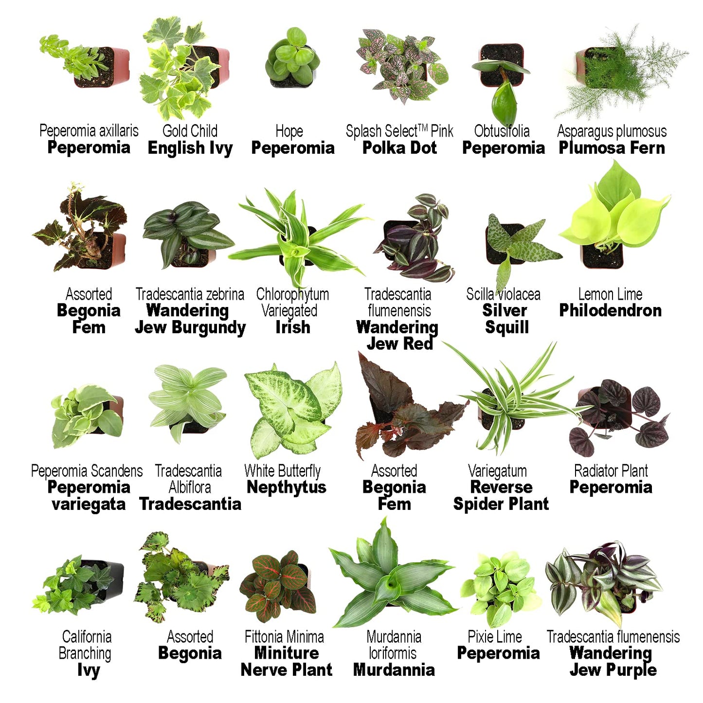 Altman Plants Live Houseplants (12PK), Indoor Plants for Delivery Prime & Essential Houseplant Collection (4PK) Live Plants Indoor Plants Live Houseplants in Plant Pots, Easy House Plants Indoors