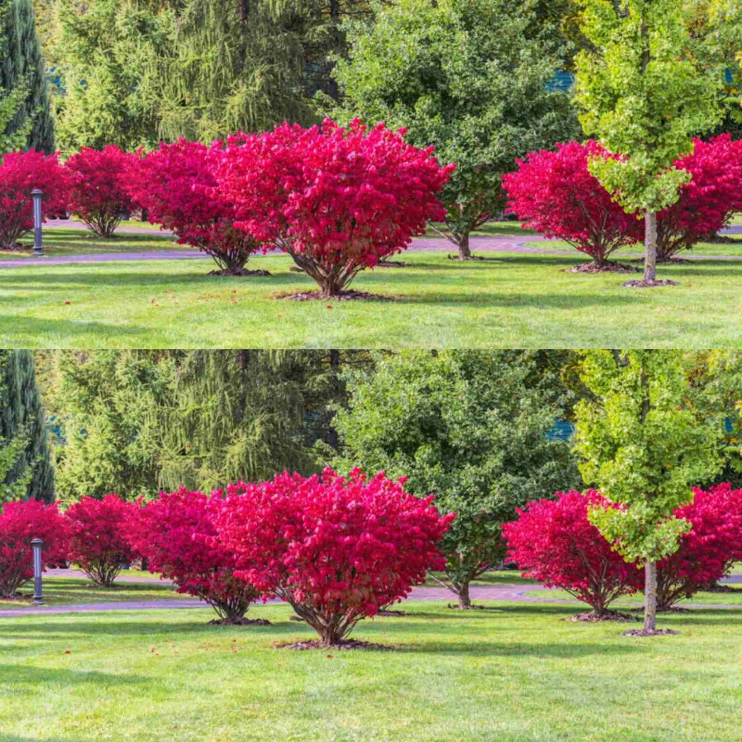 2 Bareroots Dormant Burning Bush Shrub Live Plants Rooted Cuttings, 6-12" Tall, Dormant, No Leaf, No Pot, Hardy Burning Bush Shrub for Outdoor Landscaping