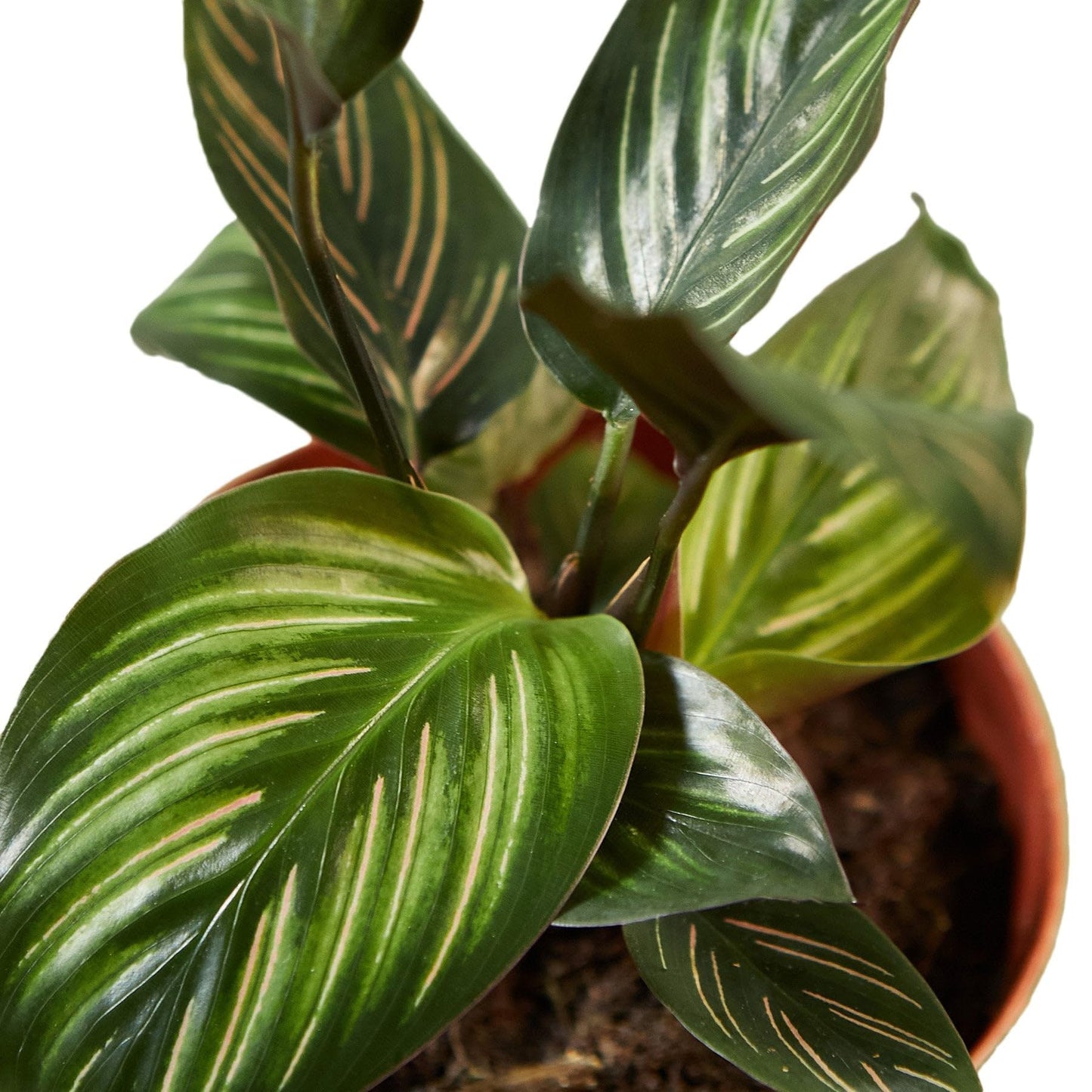 Calathea 'Beauty Star' in 4in Pot - Live Plants Tropical Houseplants | Variegated | USA Growers | The Snobby Leaf