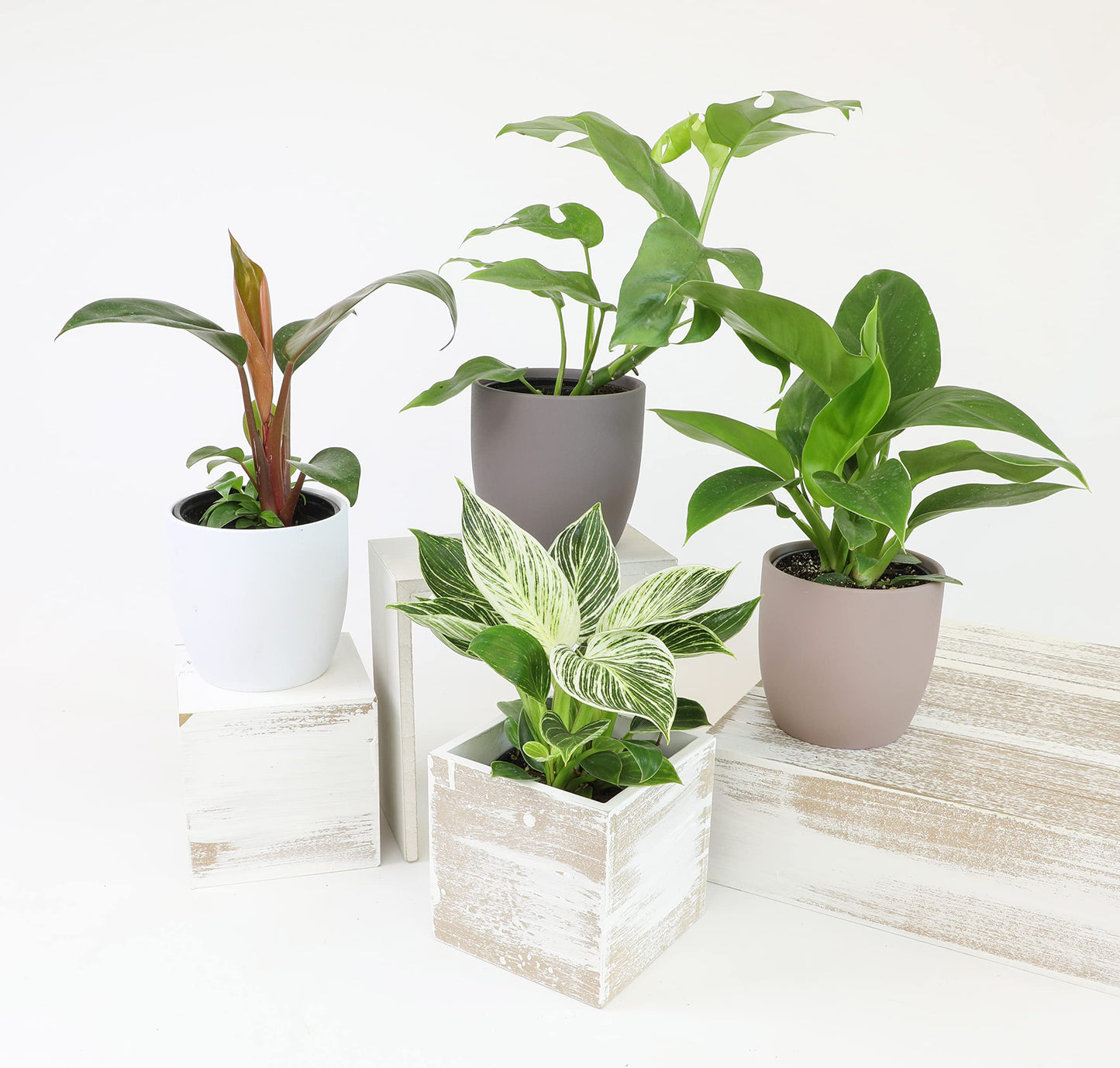 Real Philodendron Plant Variety Pack (Includes 4 Live Plants) in 4.25" Grower Pots, Easy to Grow Air Purifying Philodendrons, Seasonal Surprise Box, Easy & Popular Houseplants by Plants for Pets