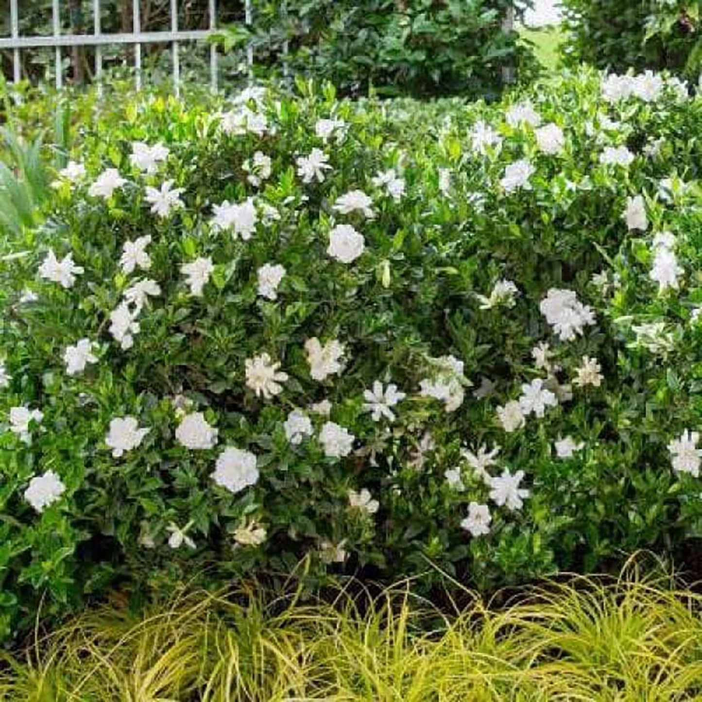 Jubilation Gardenia (2 Gallon) Flowering Evergreen Shrub with Fragrant White Blooms - Full Sun to Part Shade Live Outdoor Plant/Bush - Southern Living Plants