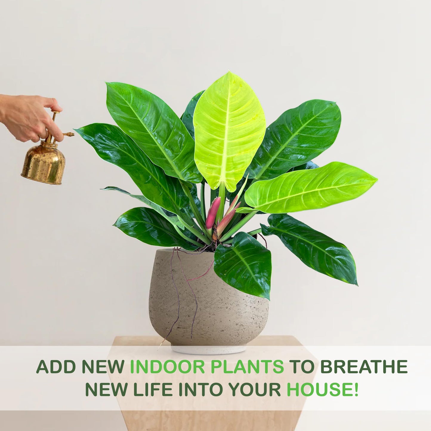 LEAL PLANTS ECUADOR Philodendron Moonlight, Neon Foliage & Easy-Care Nature, Tropical Houseplant, Natural Air Purifier, Perfect for Home Decor, Unique Gift for Plant Lovers