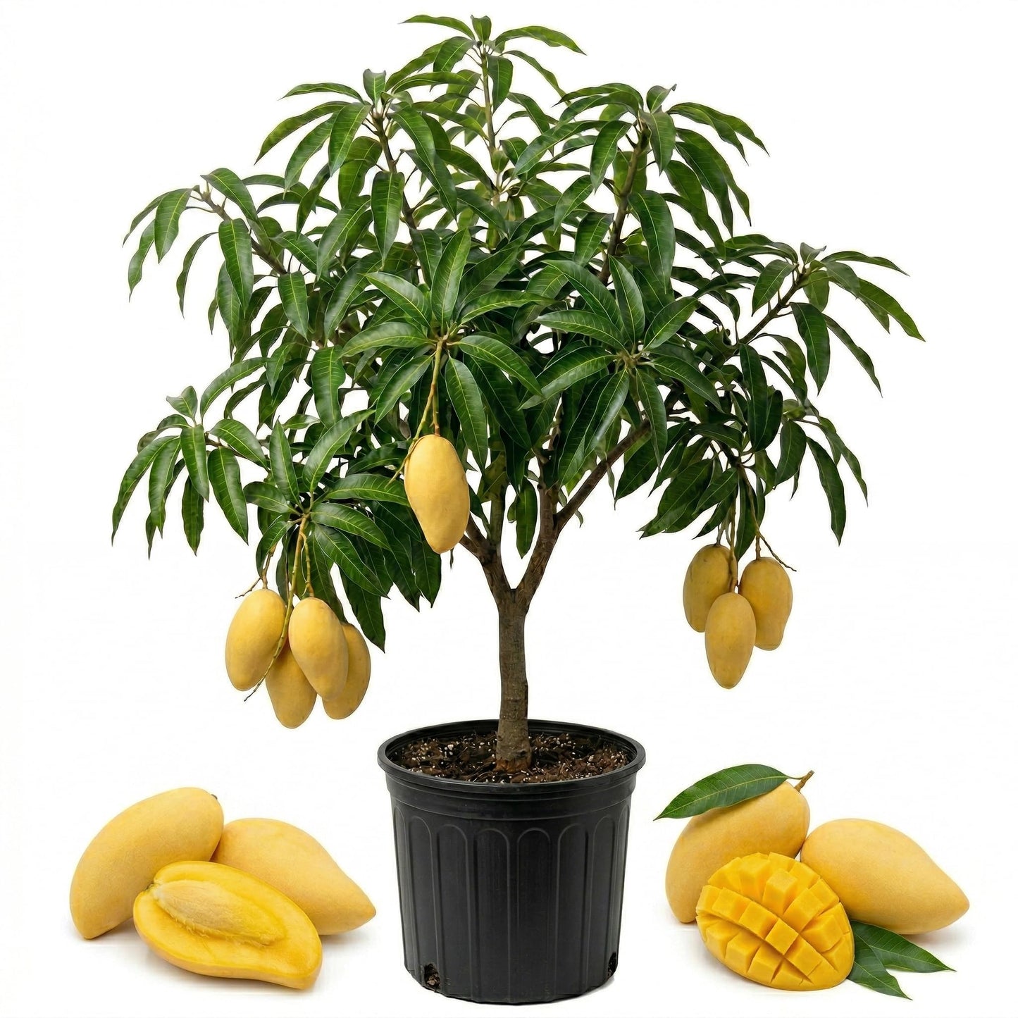 Grafted NAM Doc Mai Mango Tree Live Plant | 2.5–3 Ft Tropical Fruit Tree for Planting | Sweet, Low-Fiber Mango Variety for Home Gardens | No Ship to CA,HI,AK