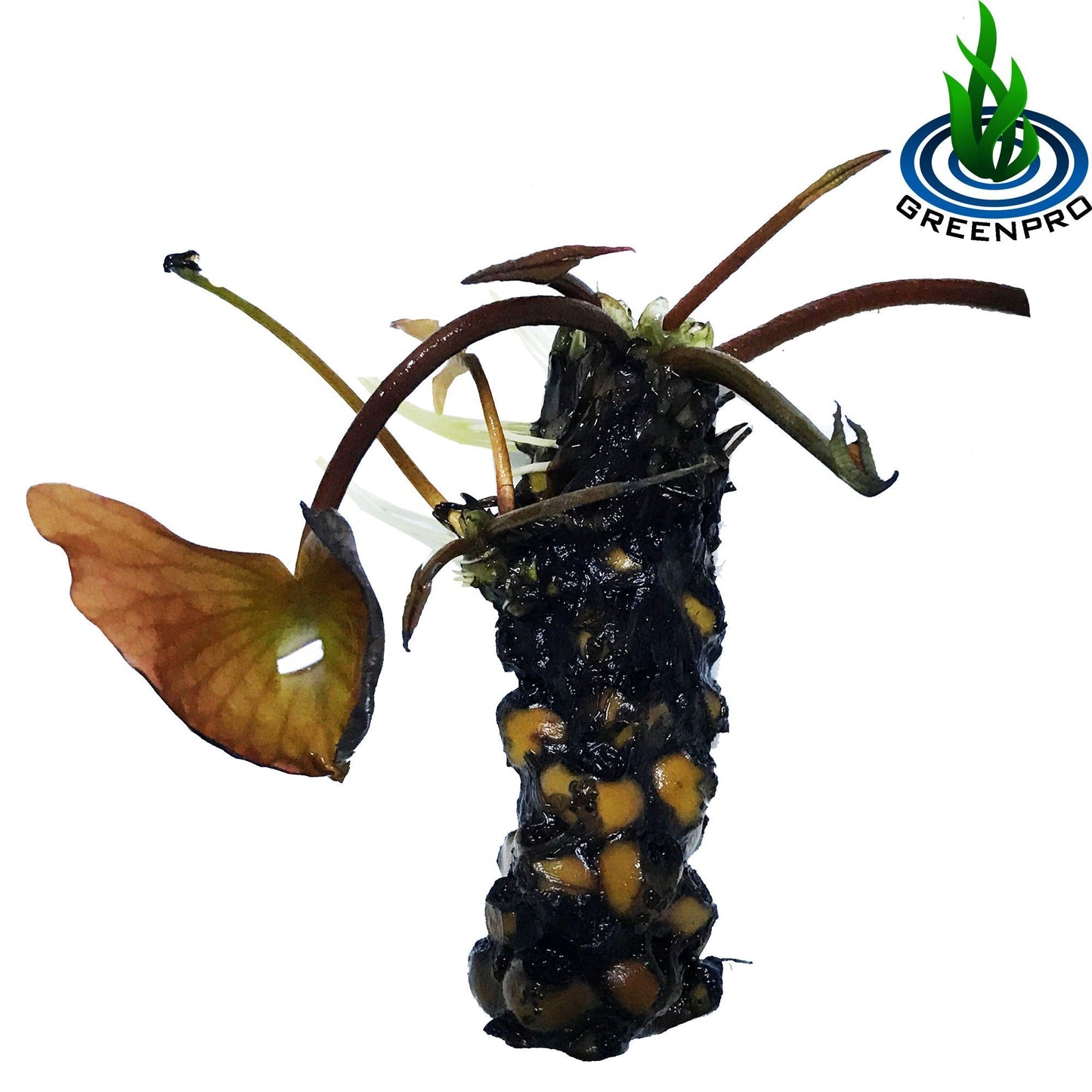 (Nymphaea Peaches & Cream) Hardy Water Lily Tuber Live Water Plants for Pond Balcony Porch Decorations by Greenpro