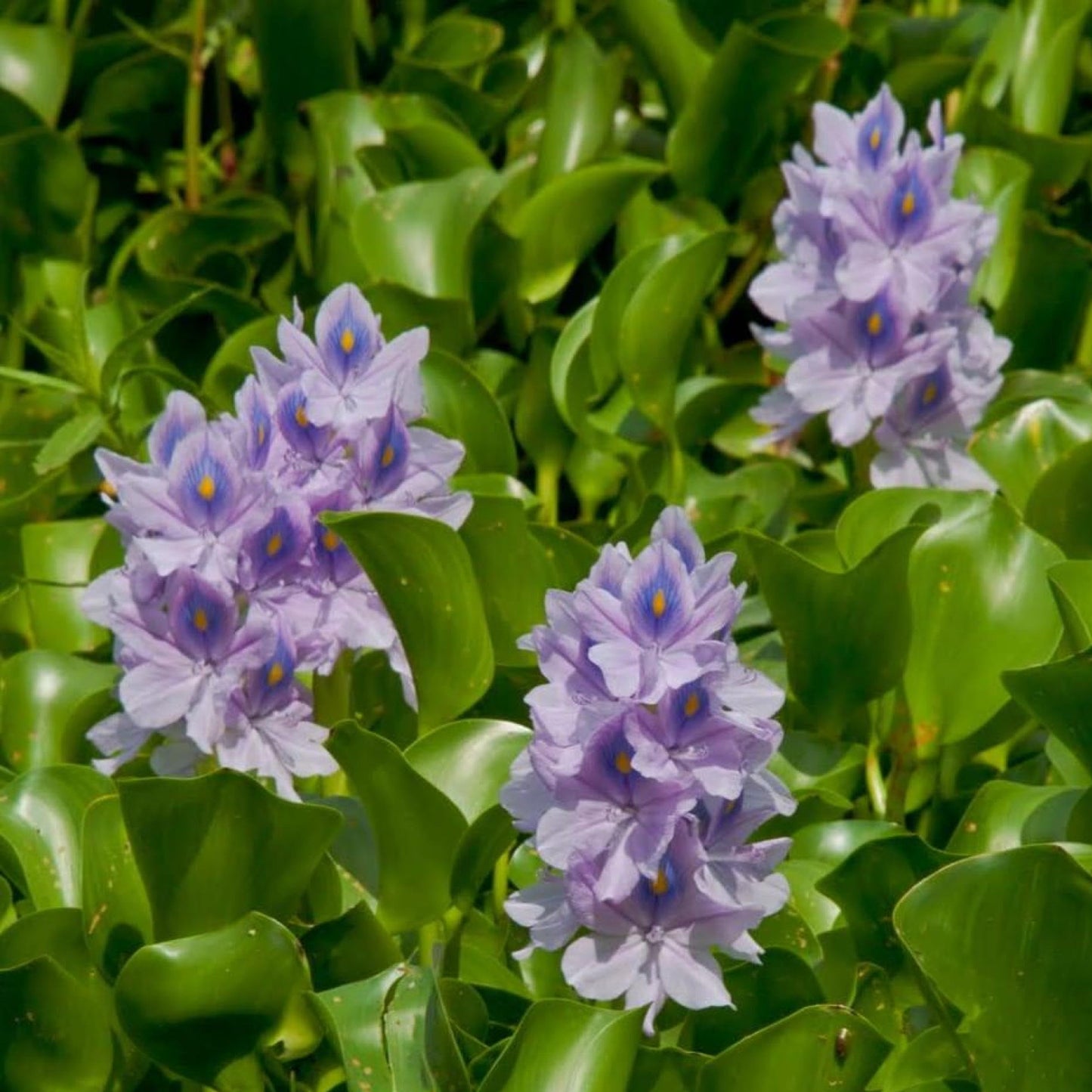 Chalily Water Hyacinth Floating Pond Plants Live Aquatic Plant Great for Koi Ponds Flowering and Fast Growing Hyacinths Cannot Ship to Some States (3)