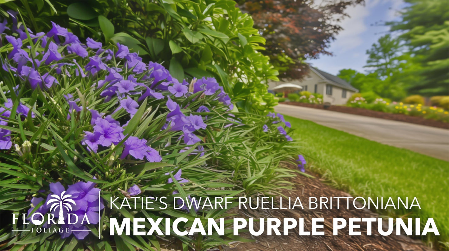 Katie's Dwarf Mexican Petunia Purple | 3 Live Plants | Ruellia brittoniana | Compact Flowering Perennial | Low Growing Pollinator Favorite for Walkways Borders Containers Landscaping