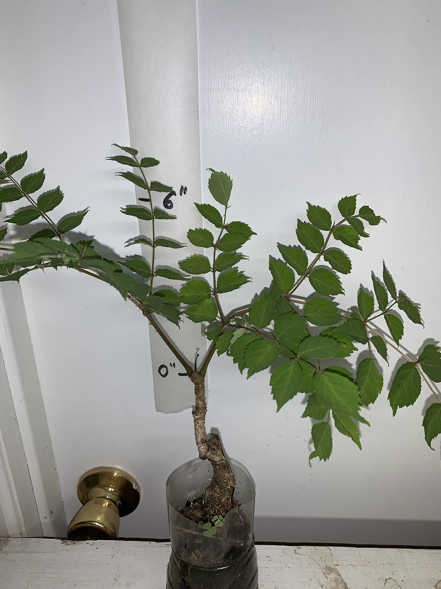 4-6" Tall Aralia spinosa Rare Exotic Hardy Small Starter Tree - 1 Plant Devil's WALKINGSTICK