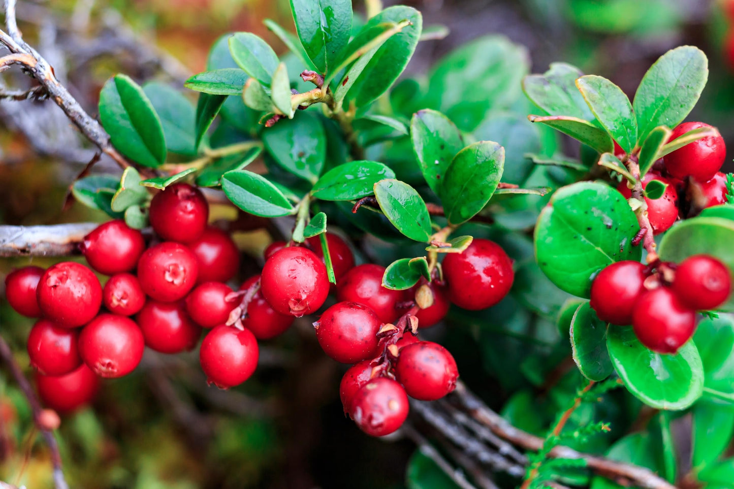 2 Cranberry Plants (Highbush) – Vibrant Red Berry Producing Shrub, Edible Fruit, Hardy Outdoor Garden Plant, Great for Landscaping & Wildlife (2 Plants)