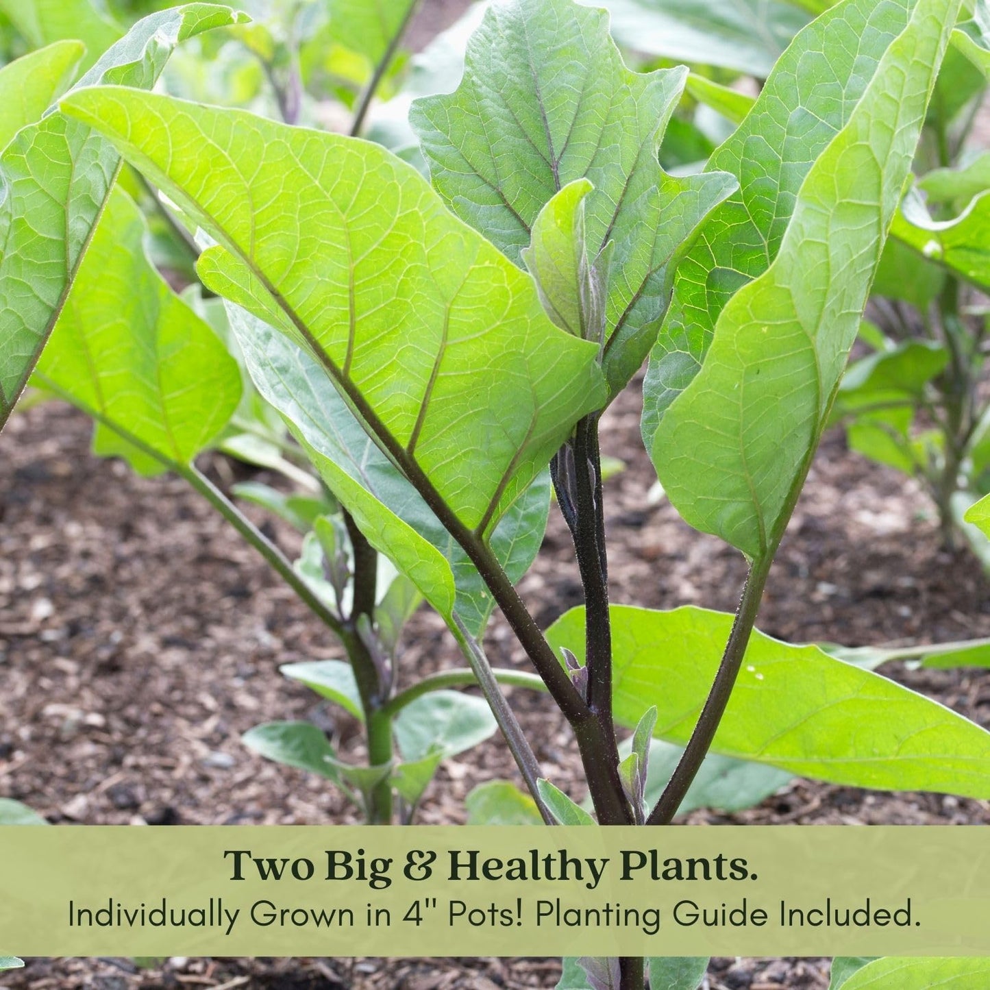 Clovers Garden Eggplant Fairytale Plants - Two (2) Live Plants – Non-GMO - Not Seeds - Each 4" to 8" Tall – in 4" Inch Pots -Striped Lavender-White Fruit, High-Yield