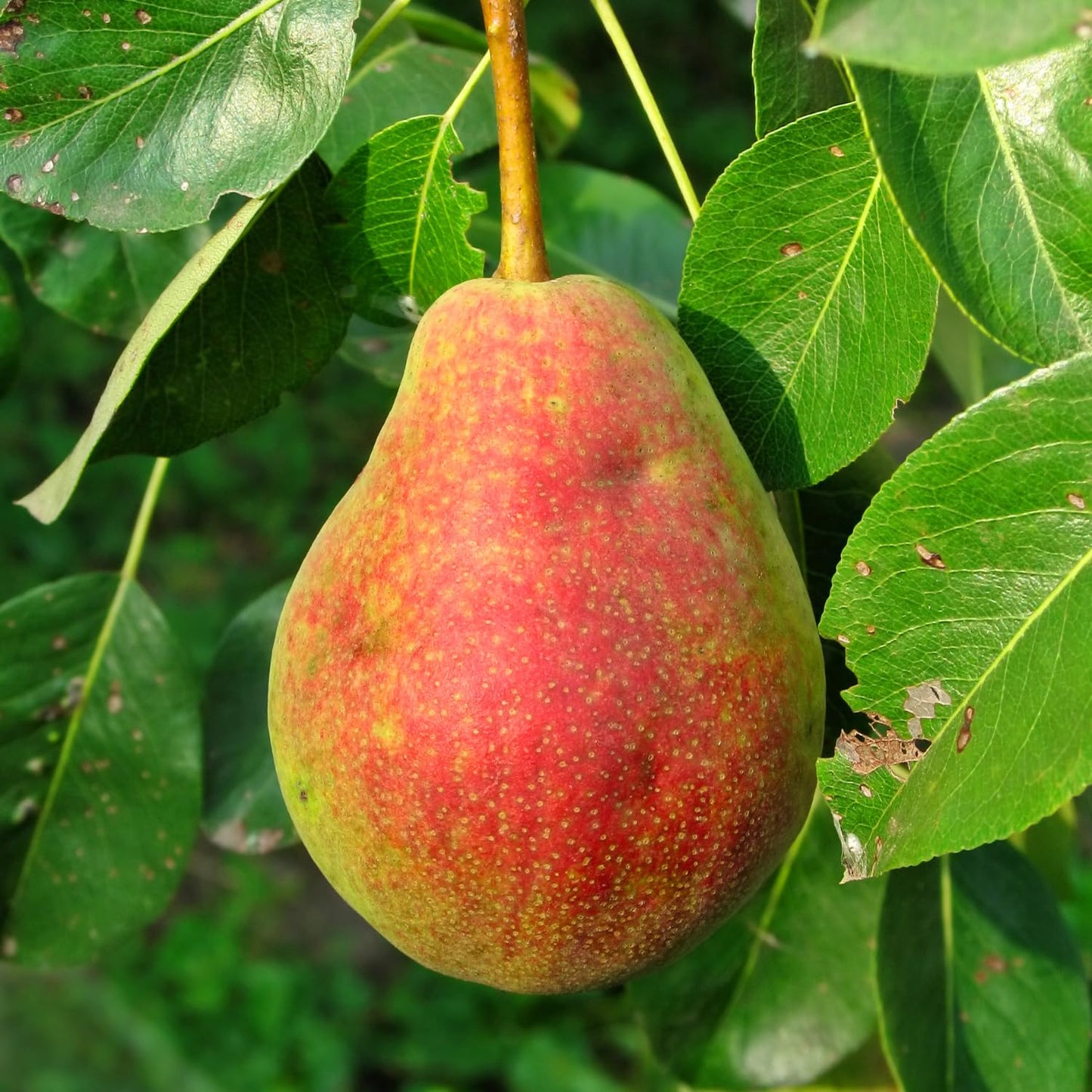 9 Months Old Pear Tree Live Plant for Spring Planting, Red-Yellow Green Pears 8-10 Inches in Tall, No Pot, Dormant in Winter, No Leaf, Cold Hardy Pear Home Orchard Yard