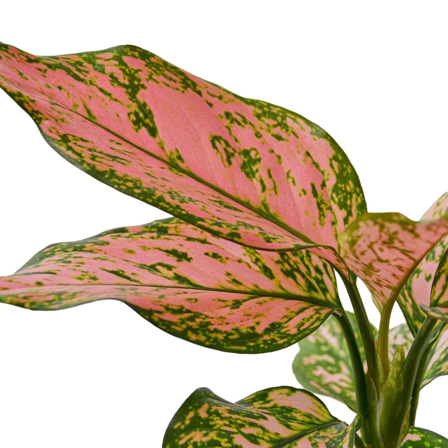 8 Pack Chinese Evergreen 'Lady Valentine' in 2in Pot - Live Plants Tropical Houseplants | Variegated | USA Growers | The Snobby Leaf