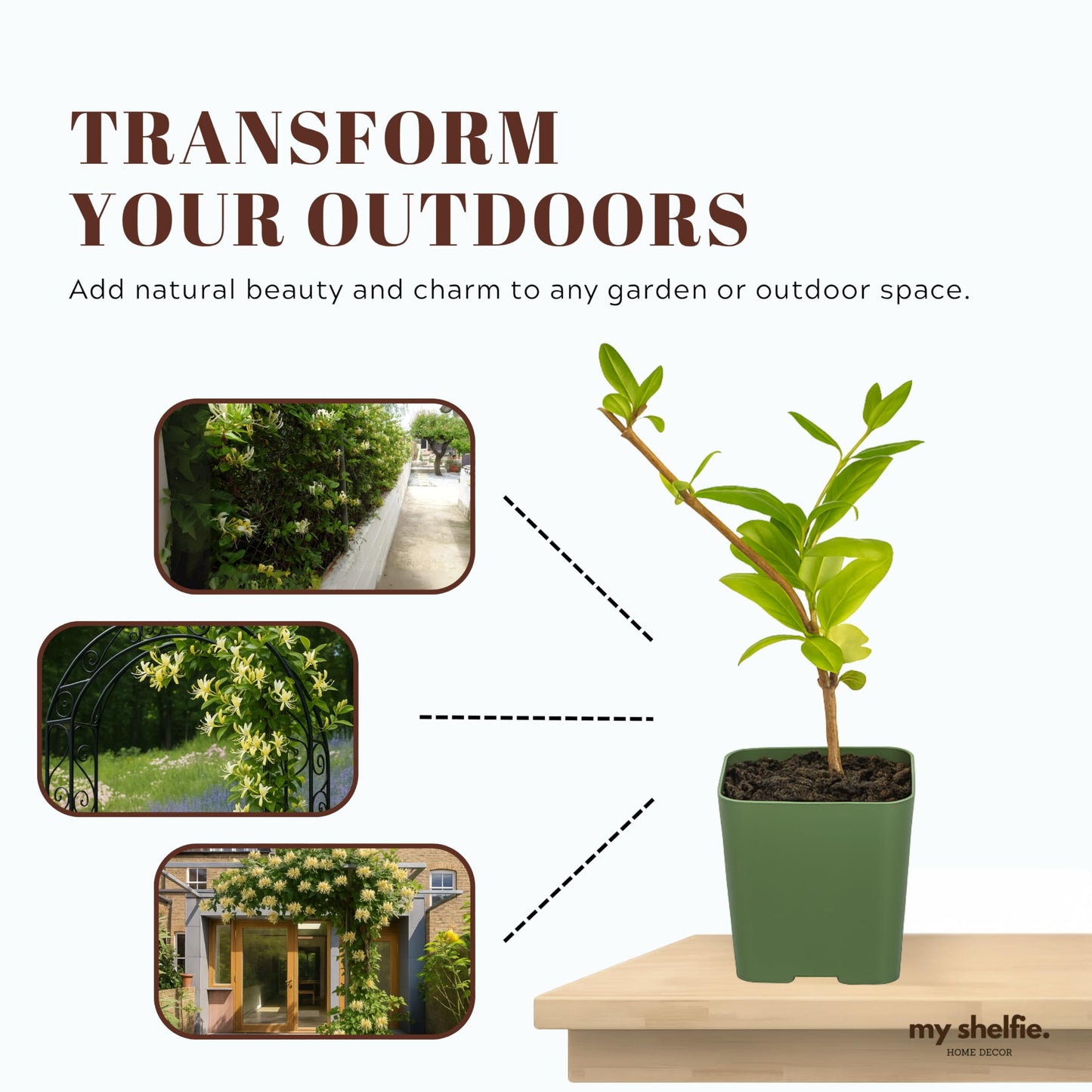 White Fragrant Japanese Honeysuckle Vine, Starter Plant, Climbing Landscape Outdoor Garden Plant 2 inch Pot (5)