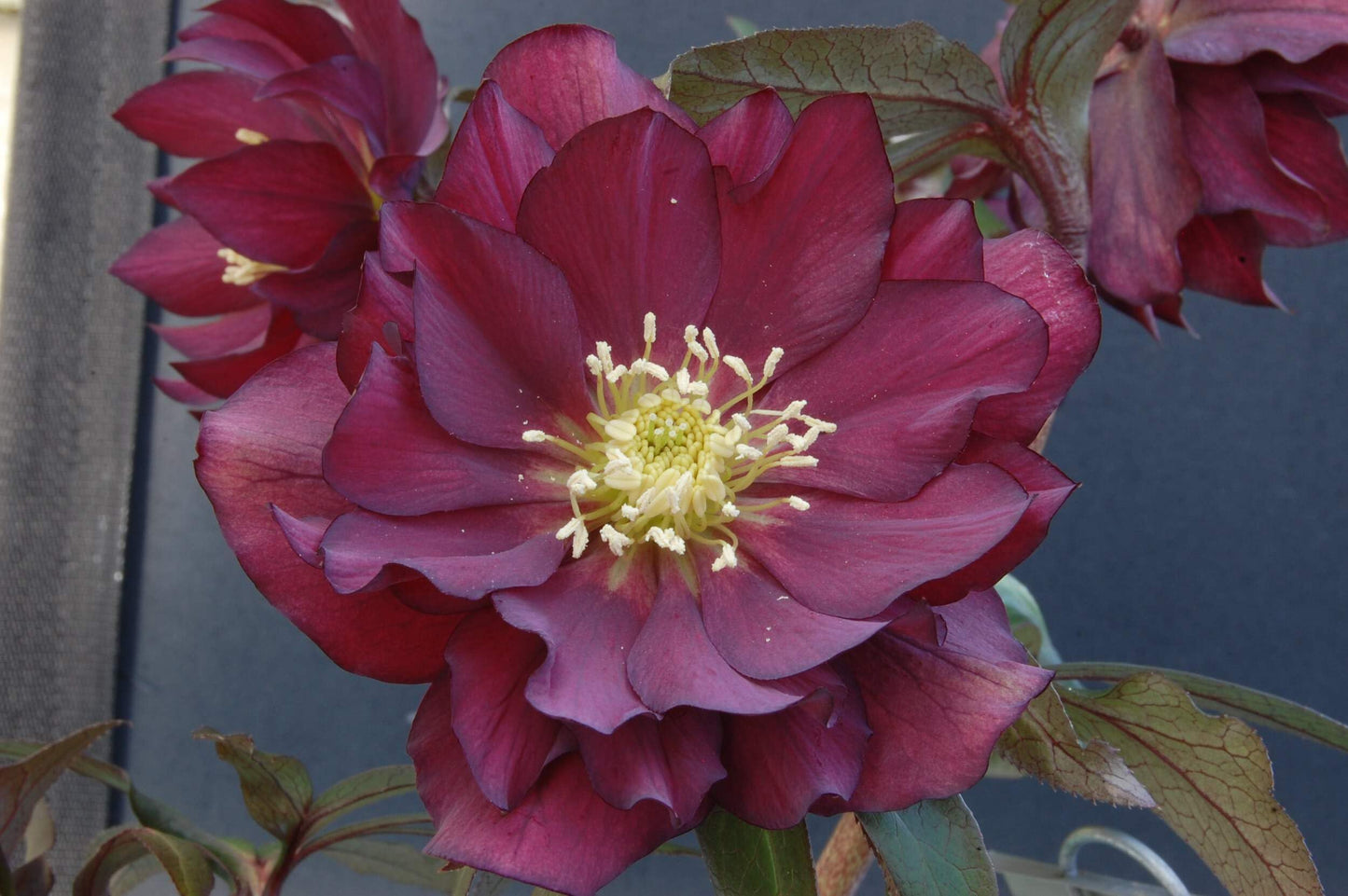 Perennial Farm Helleborus Winter Jewels ‘Red Sapphire’ – Live Lenten Rose in 1 Quart, Deep Red Blooms, Early Spring Color, Shade Loving, Deer Resistant, Ideal for Borders & Woodland Gardens