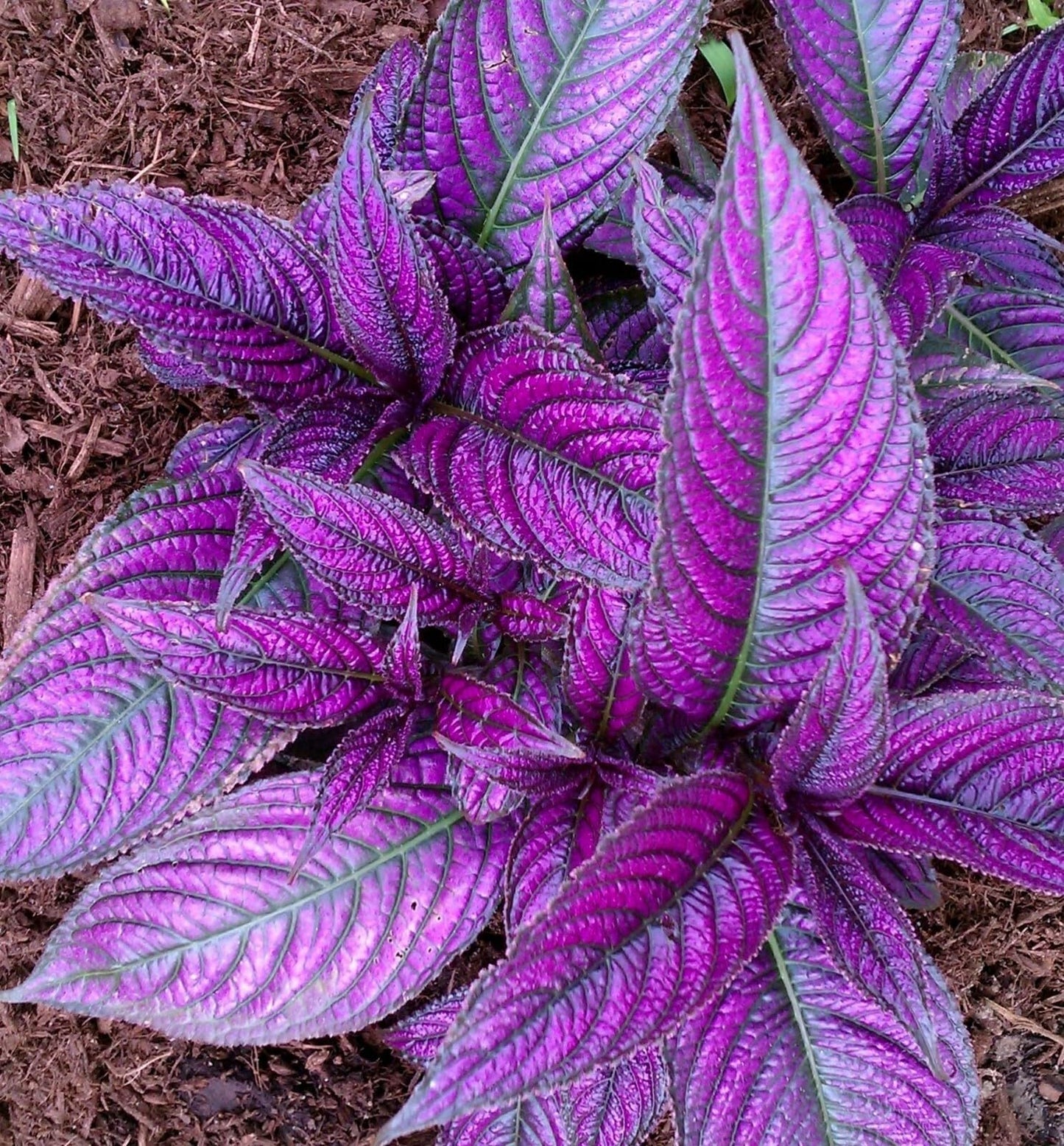Live Plant - Persian Shield**Strobilanthes Dyerianus Starter Plant