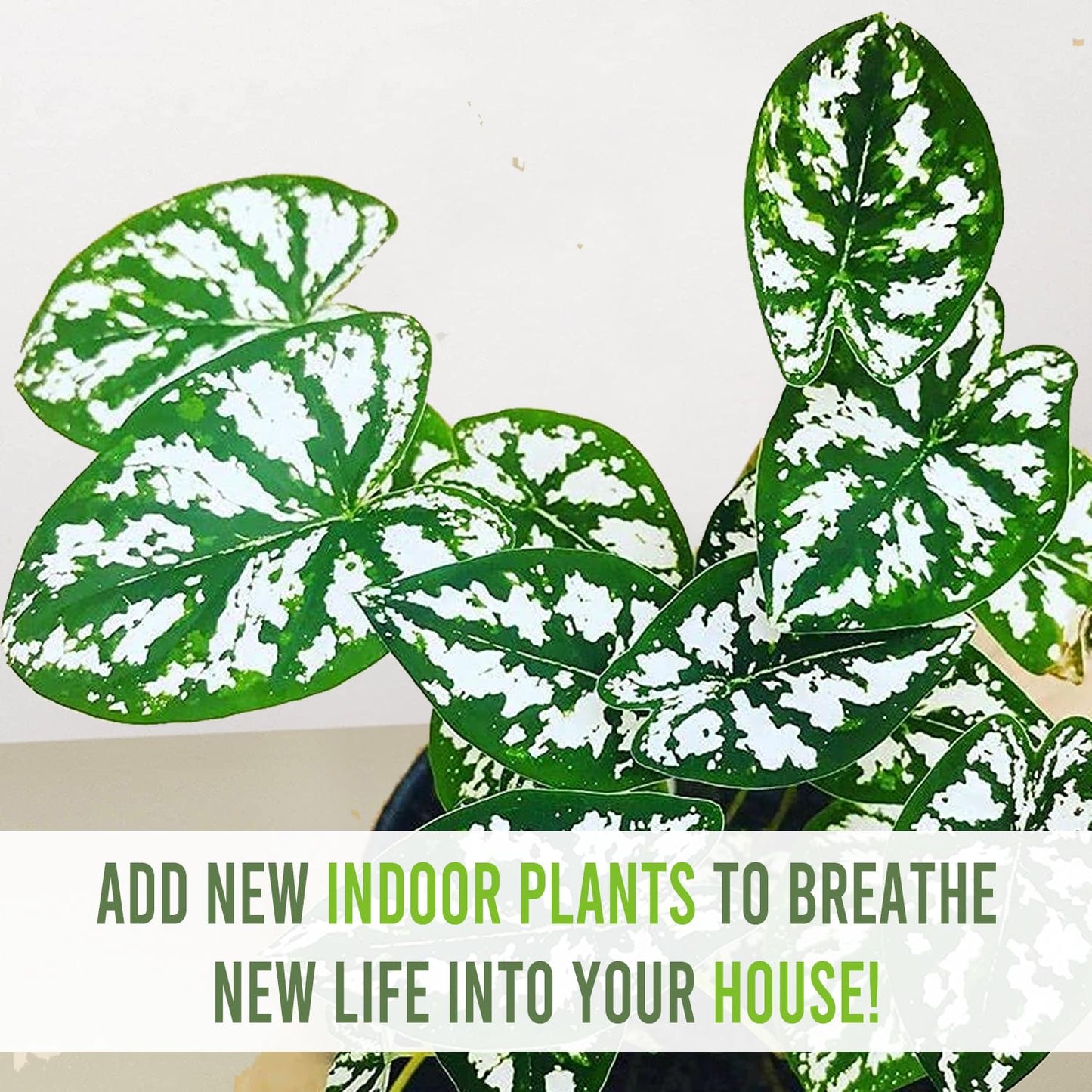 LEAL PLANTS ECUADOR Caladium Humboldtii (Pack of 2) | Pink Symphony Caladium Bulbs | Live Evergreen Indoor Plant | Elephant Ear Plant | Heart of Jesus, Angel Wings | Natural Décor for Home or Garden