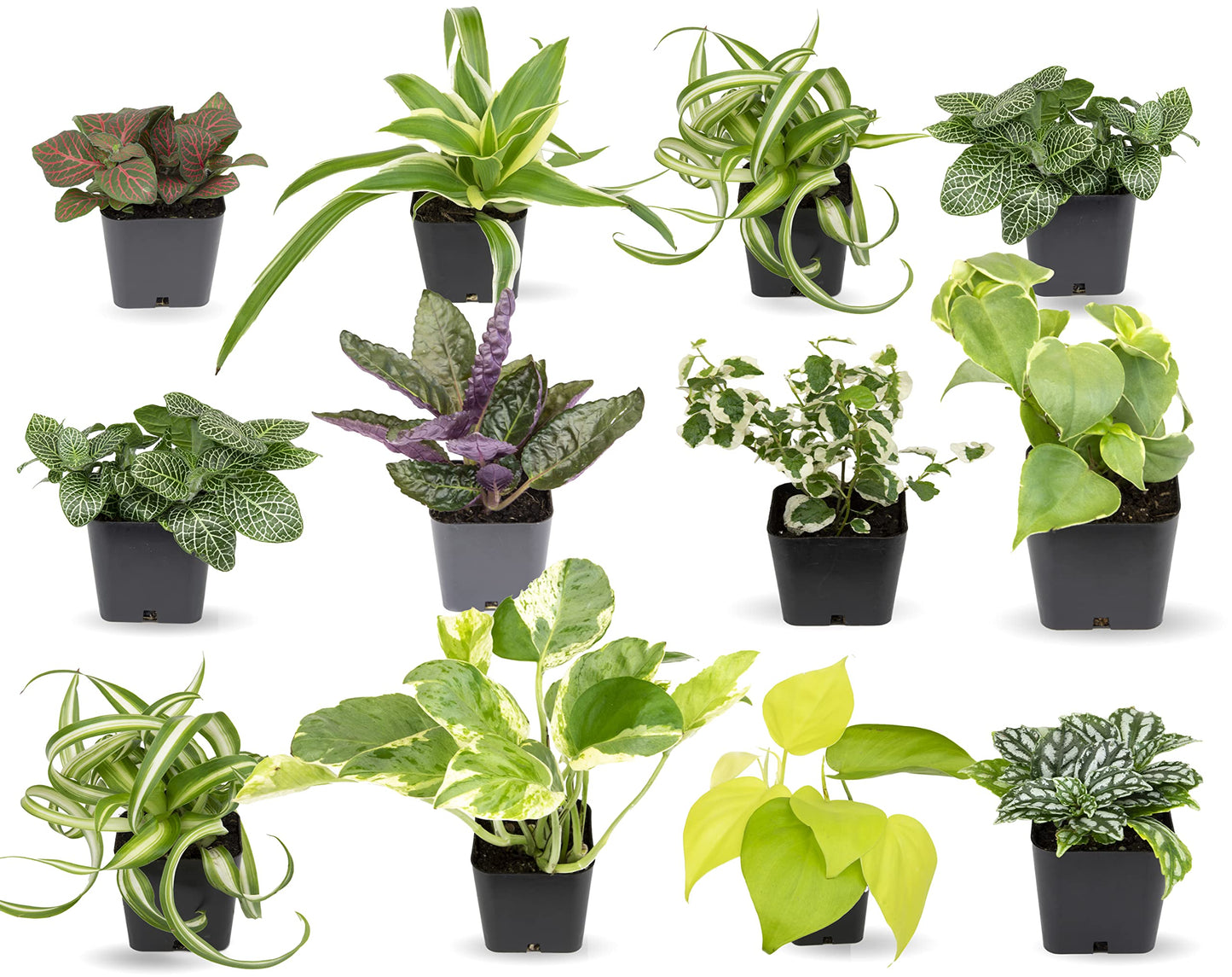 Plants for Pets Easy to Grow Houseplants (12 Pack) & Altman Plants Live Succulent Plants (20 Pack) - Indoor Plants in Plant Pots
