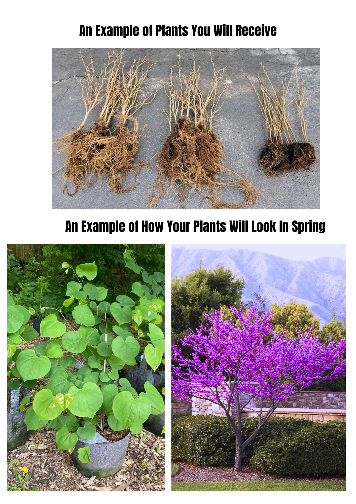 02 Eastern Red Bud Trees Live Plants, 6-12" in Tall for Spring Planting, Redbud Tree Live Zones 5-9