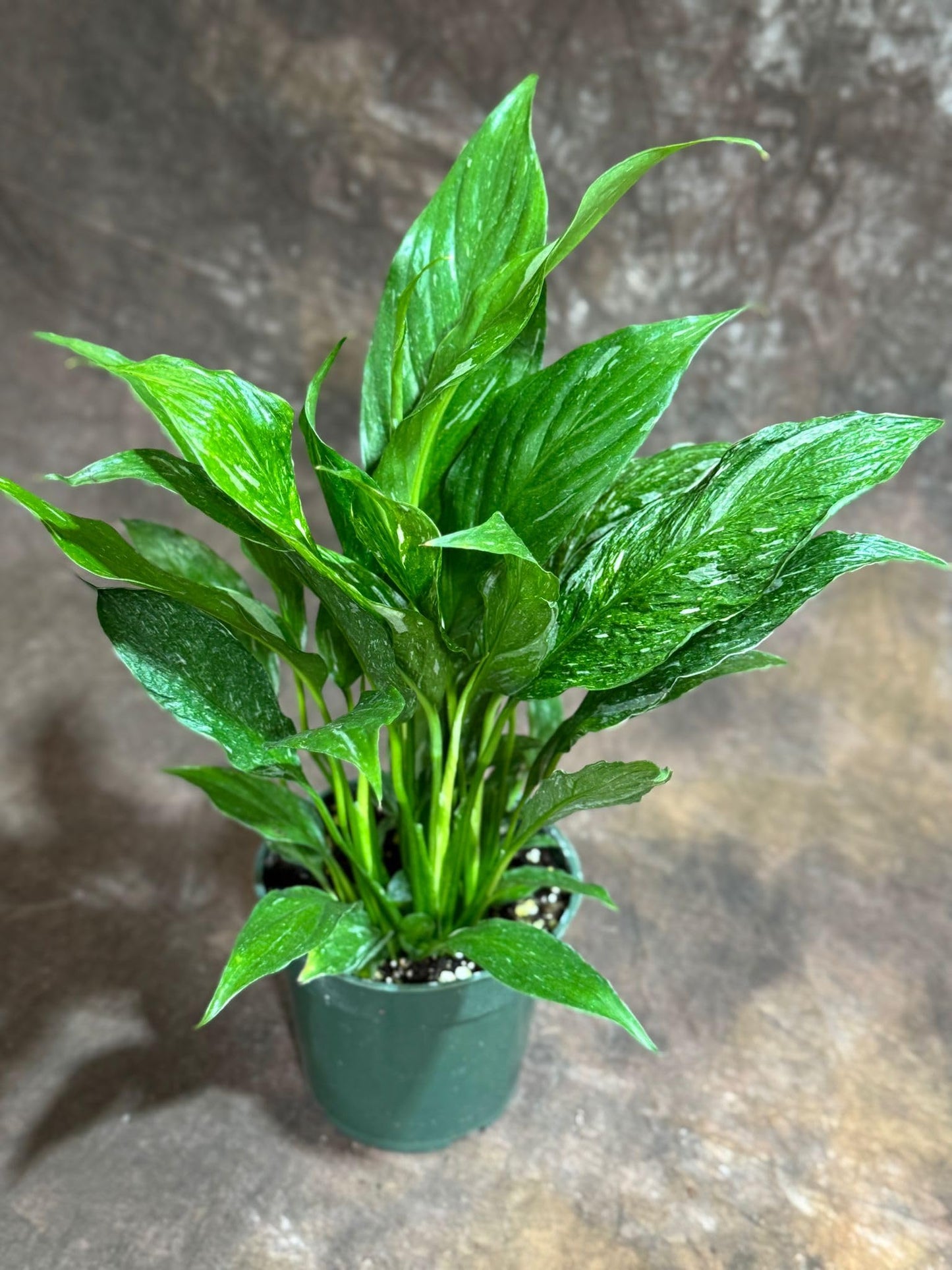 PLANTVERS Variegated Peace Lily Plant in a 4" Grow Pot – Spathiphyllum Peace Lily – Elegant Indoor Flowering Plant – White Flowering Plant – Air Purifying & Low Maintenance Houseplant - Blooming Plant