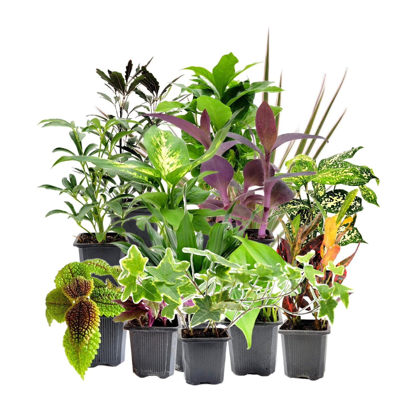 6PK 3” Pot Live Plant Collection, No Duplicates for up to Three Packs (18 Plants), Live Indoor Houseplants, Live House Plants, Easy to Grow, Indoor Gardening, Home, Office Décor, Gifts