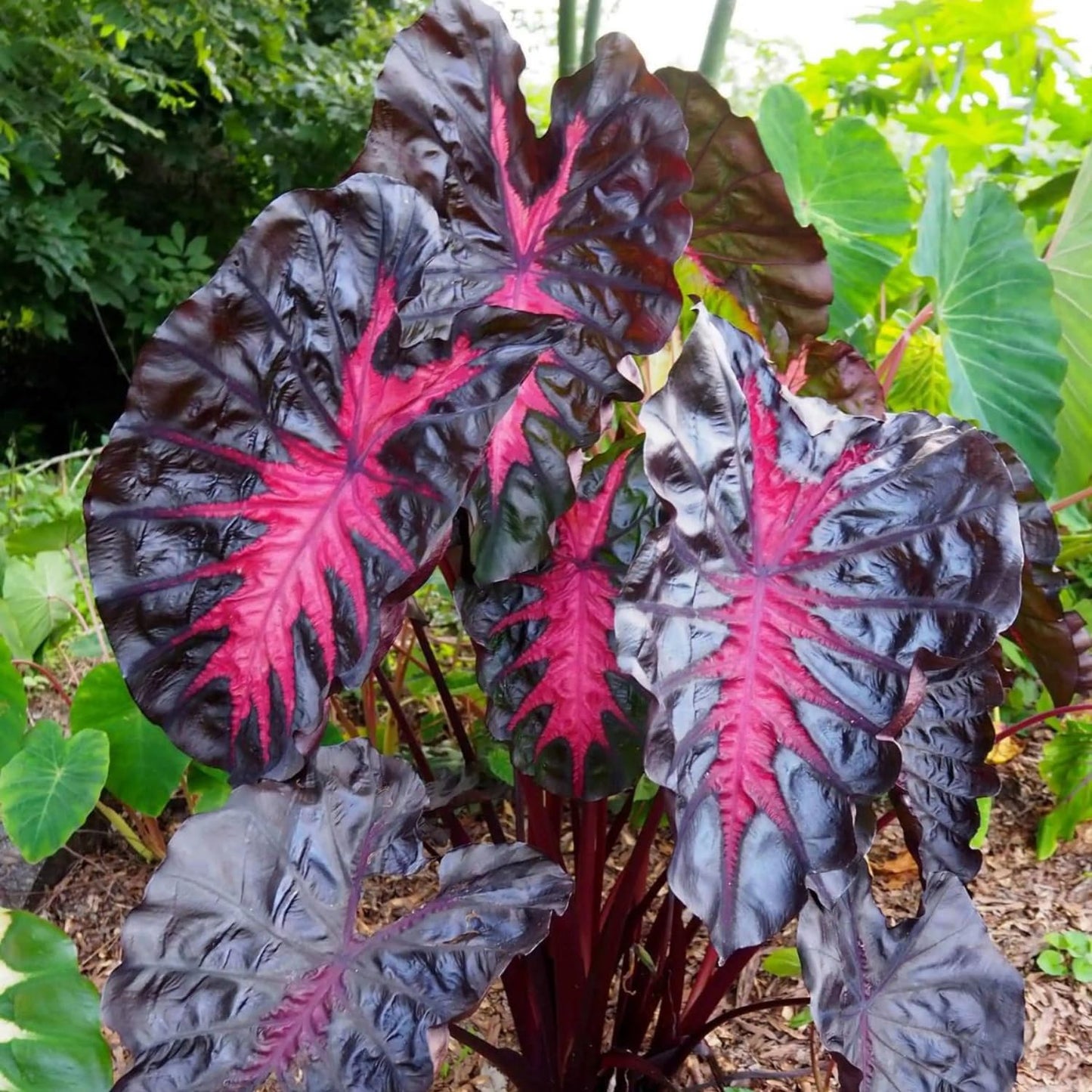 Elephant Ear Plants, Rare Colocasia Plant Live, Perennial Esculenta Taro Alocasia 4-8 Inch Tall, Indoor Outdoor Garden (Variegated Black)