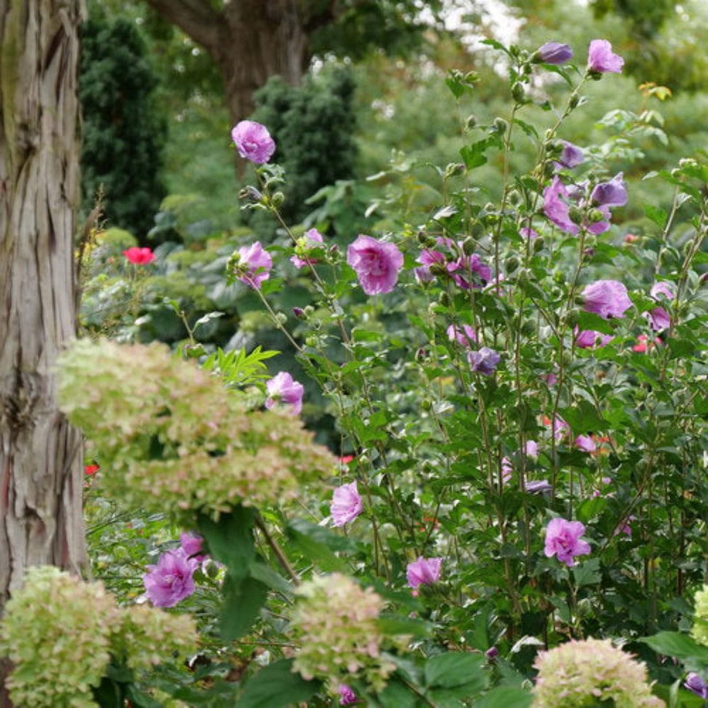 Proven Winners Dark Lavender Chiffon Rose of Sharon (Hibiscus syriacus) Live Plant, 4.5" Qt, 4 Pack
