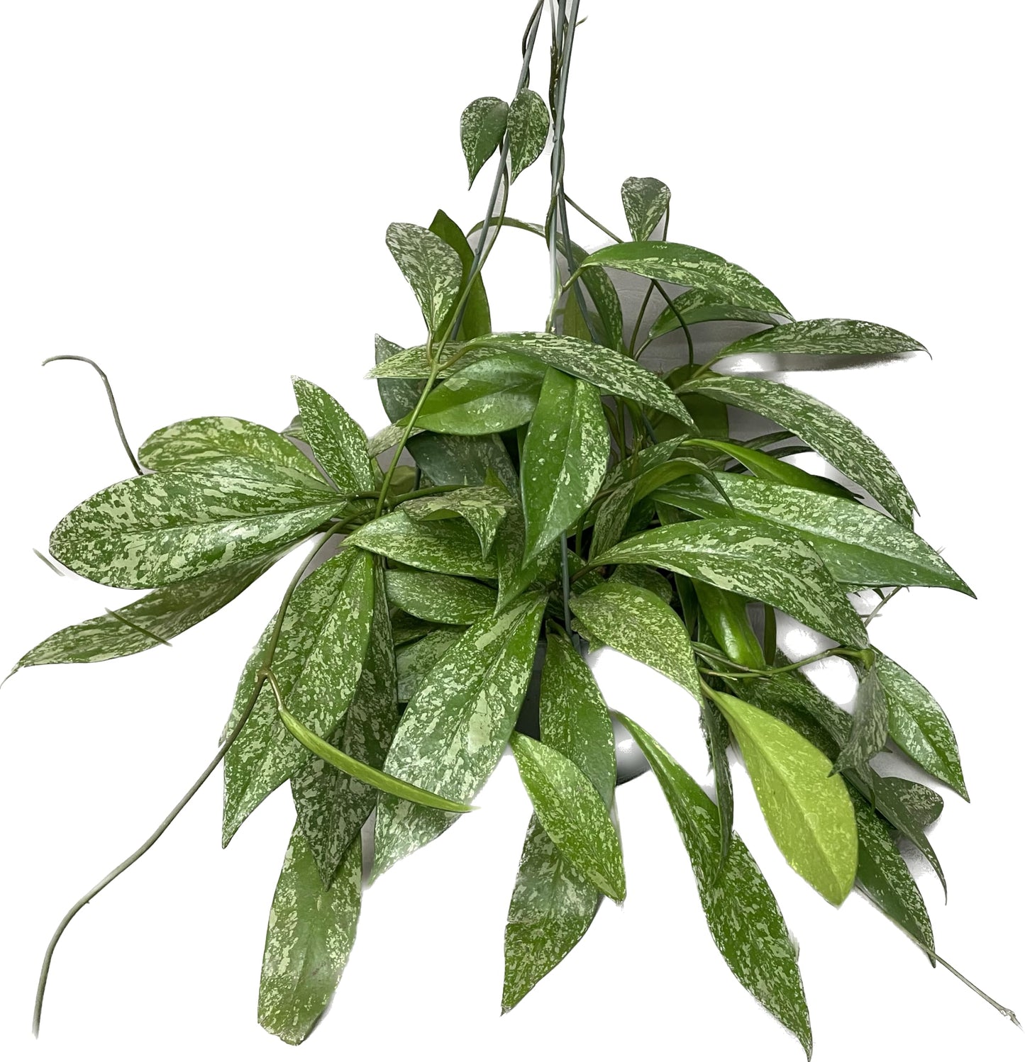 Hoya Publicalyx Splash Red Button - Air Purifying Features - Pet Friendly - Hoya Plants Live Houseplants - Wax Plant (3-4 Plants, 4" Pot)