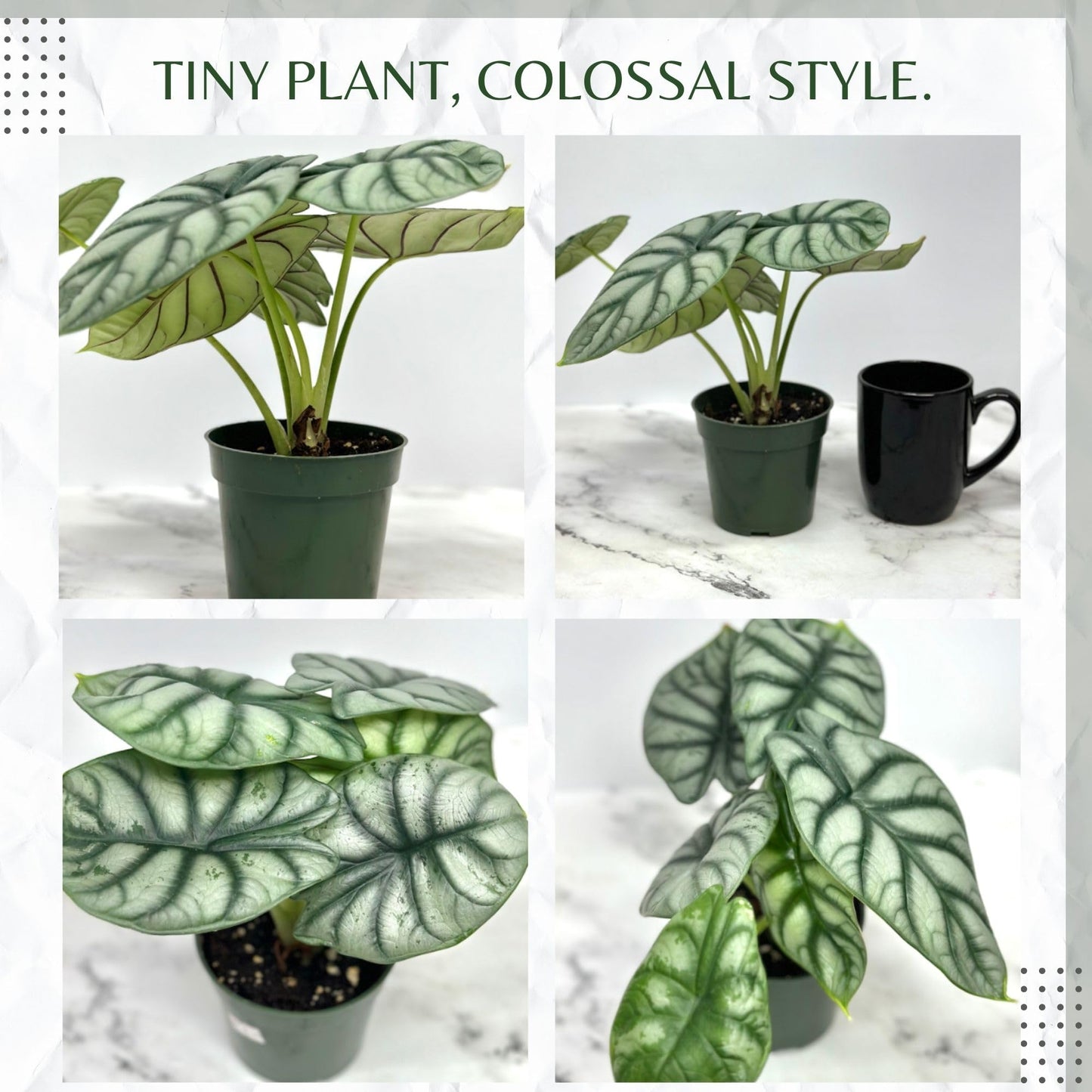 Alocasia Silver Dragon Live Plant - Rare Tropical Houseplant with Stunning Silver Foliage, Easy Care Indoor Plant for Home Décor, Office Spaces, and Unique Gifts (Heat Pack Included)