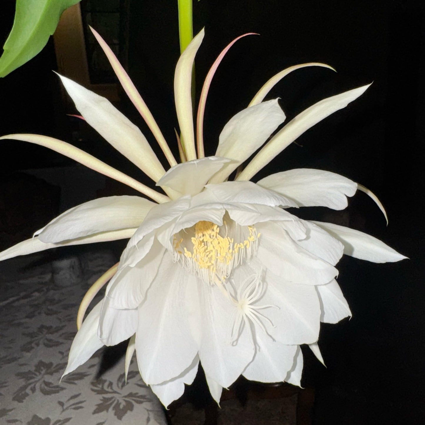 Organic Queen of The Night Live Plant Epiphyllum Oxypetalum Cutting with Roots 4"-8" in Length, Night Blooming Cereus, Princess of The Night in 4" Pot