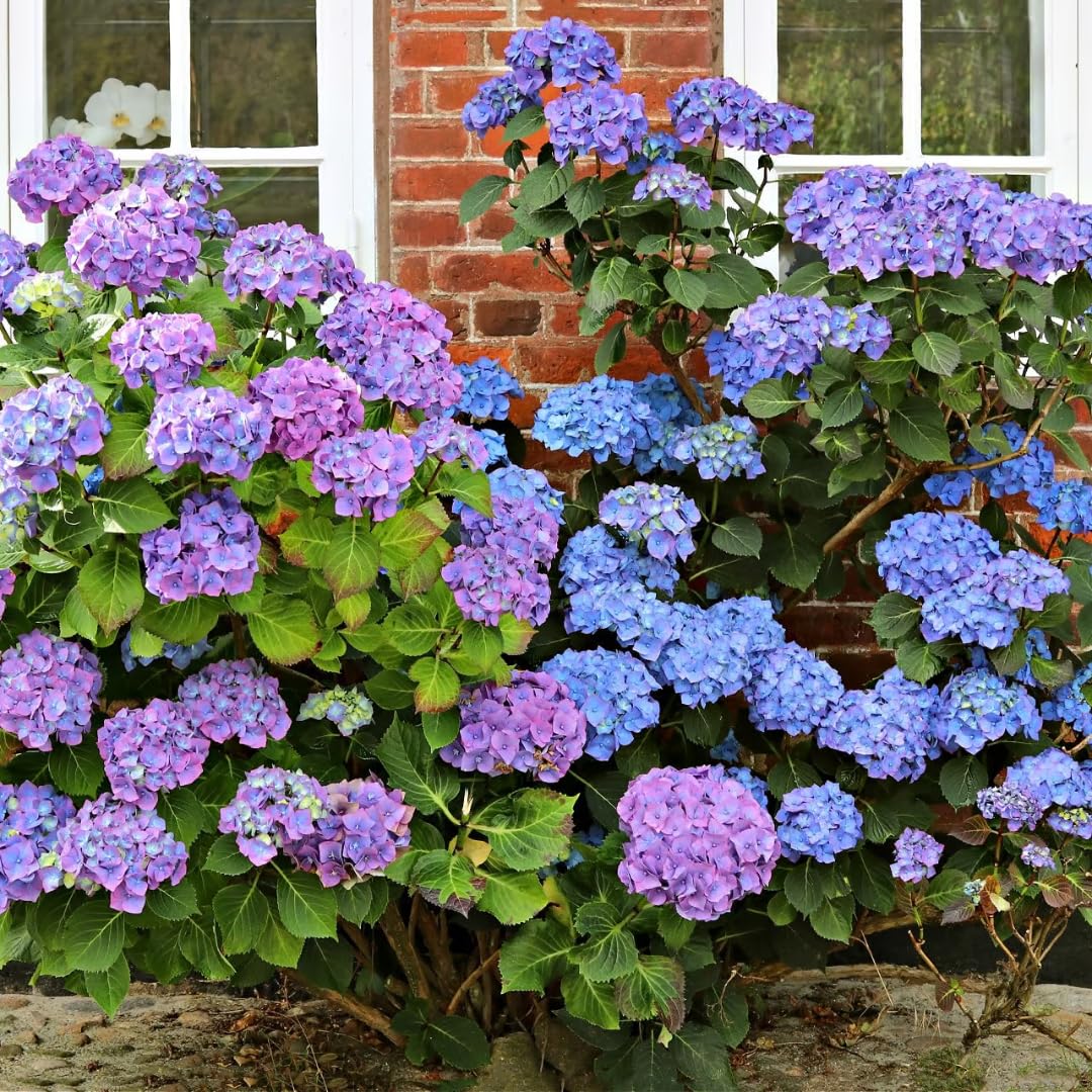 Hydrangea Live Plant in 2.5 Inc Pot, Hydrangea Tree Shrub Bush Perennial Outdoor Planting, Change Color Each Season (Rebloomer Pink Purple)