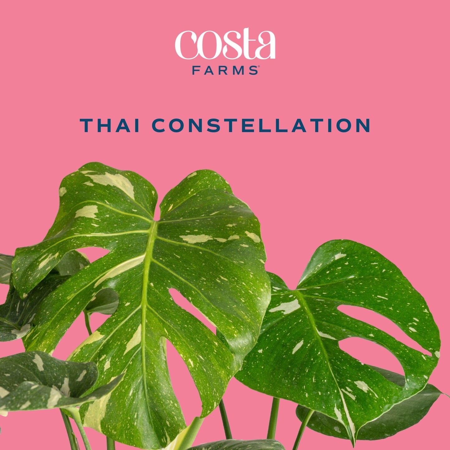 Costa Farms Live Plant, Thai Constellation Monstera House Plant, Decorative Plant Pot, Trending Tropicals Collection for Home and Room Decor, 2-3-Feet Tall
