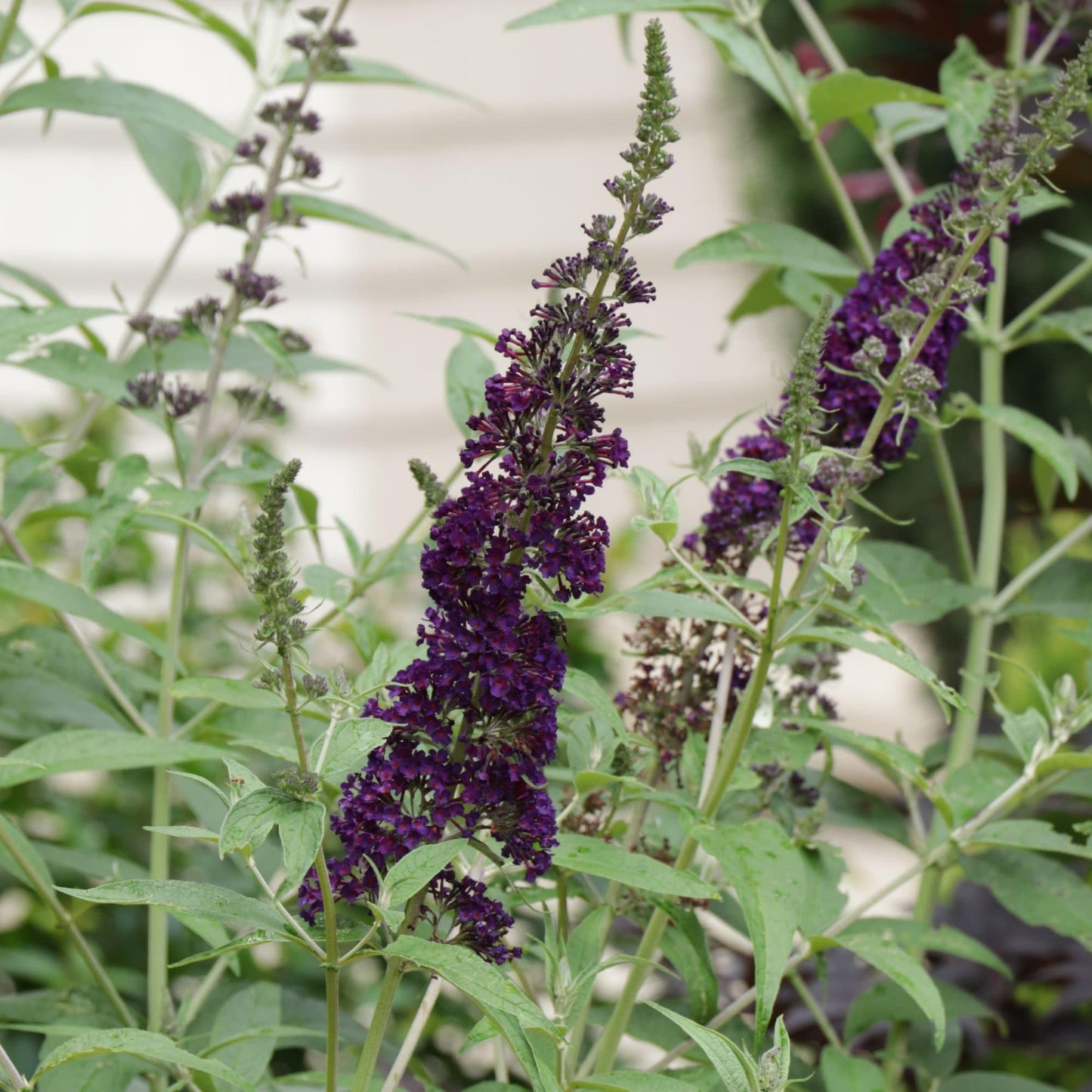 Proven Winners Darkest Night Butterfly Bush (Buddleia x) Live Plant, 4.5" Qt