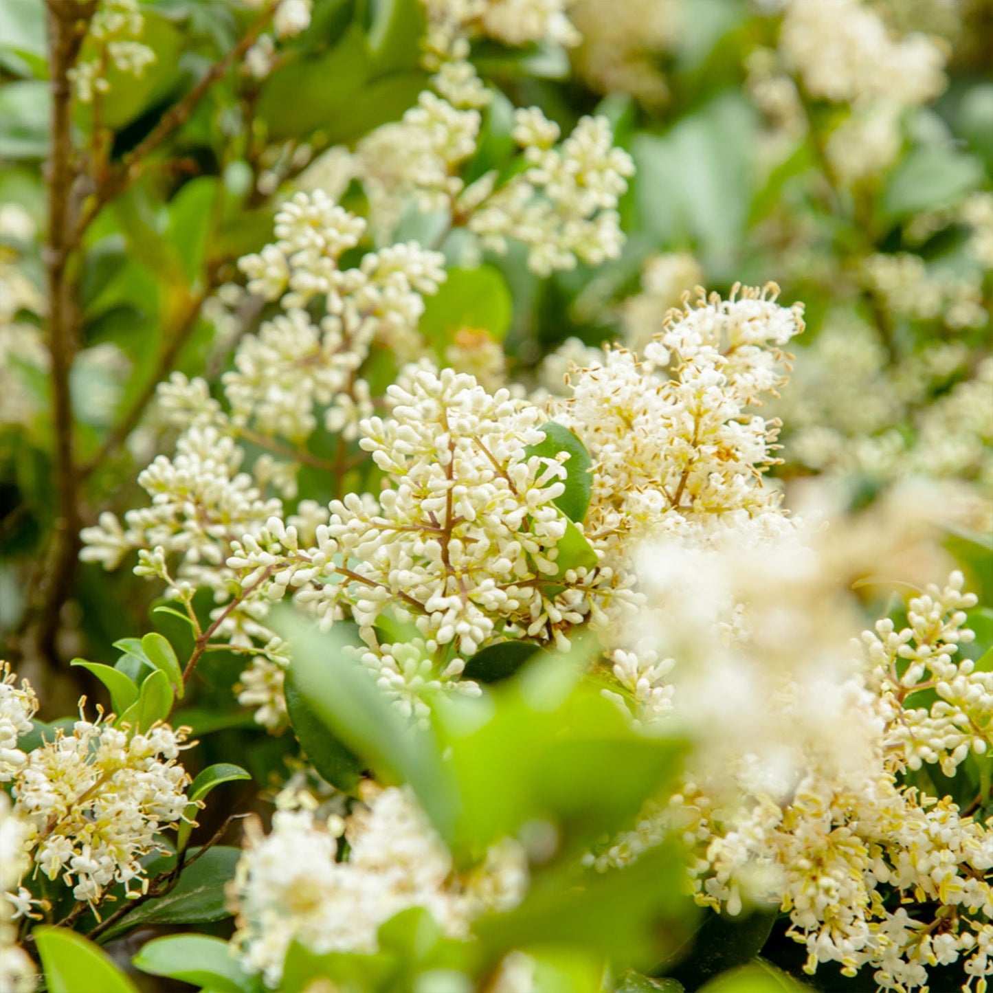 Perfect Plants Waxleaf Ligustrum 1 Gallon Growers Pot | Fast Growing Evergreen Shrub with Timy White Blooming Clusters
