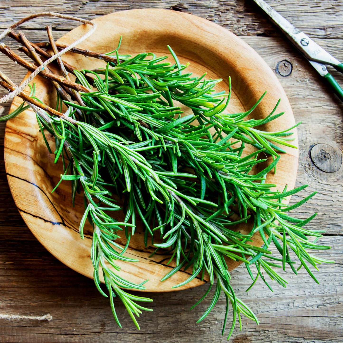 02 Rosemary Plants Live, 4 to 7 Inc Tall, Live Rosemary Plants Indoor Gardening Outdoor, Rosemary Live Plant