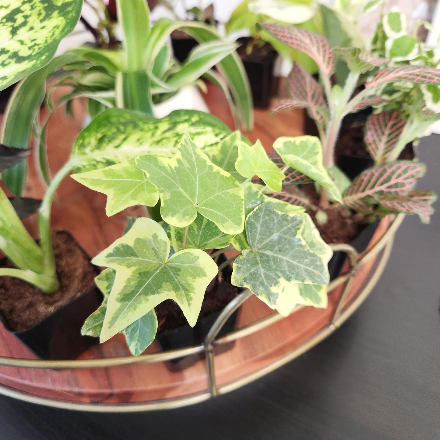 Altman Plants Live Houseplants (6PK), Indoor Plants for Delivery Prime, Live Plants and Gardening Gifts for Plant Lovers, Planters for Indoor Plants with Potting Soil, Live House Plants Indoors Live