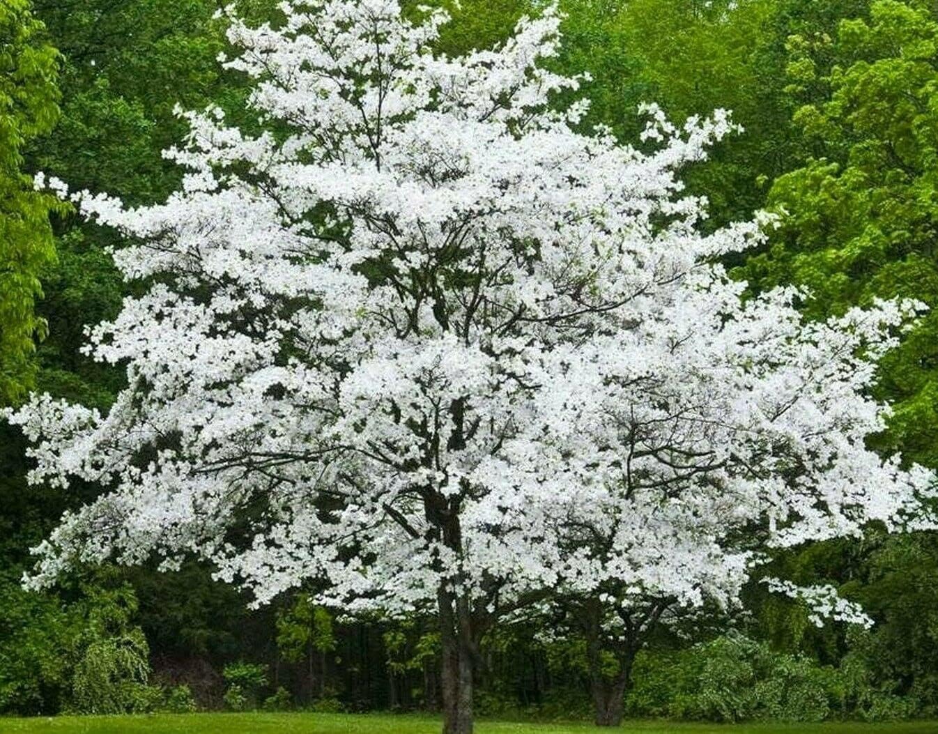 5 White Flowering Dogwood Trees - 10-18" Tall Seedlings - Live Plants/Shrubs - Cornus Florida - (5 Pack)