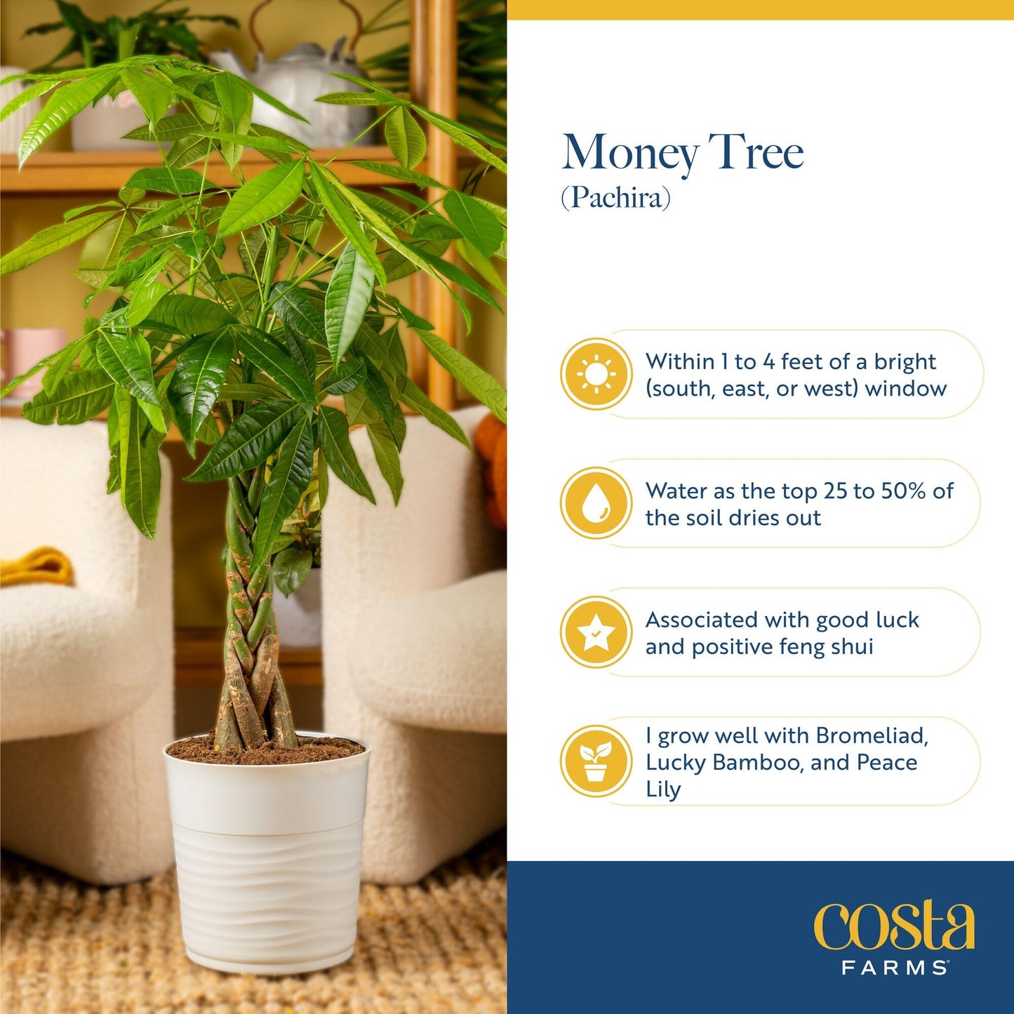 Costa Farms Money Tree (Pachira Aquatica) Live Indoor Bonsai-Style Plant, 12-16 Inches Tall, Braided Trunk Houseplant in Decorative Pot, Easy Care Pet-Friendly Decor