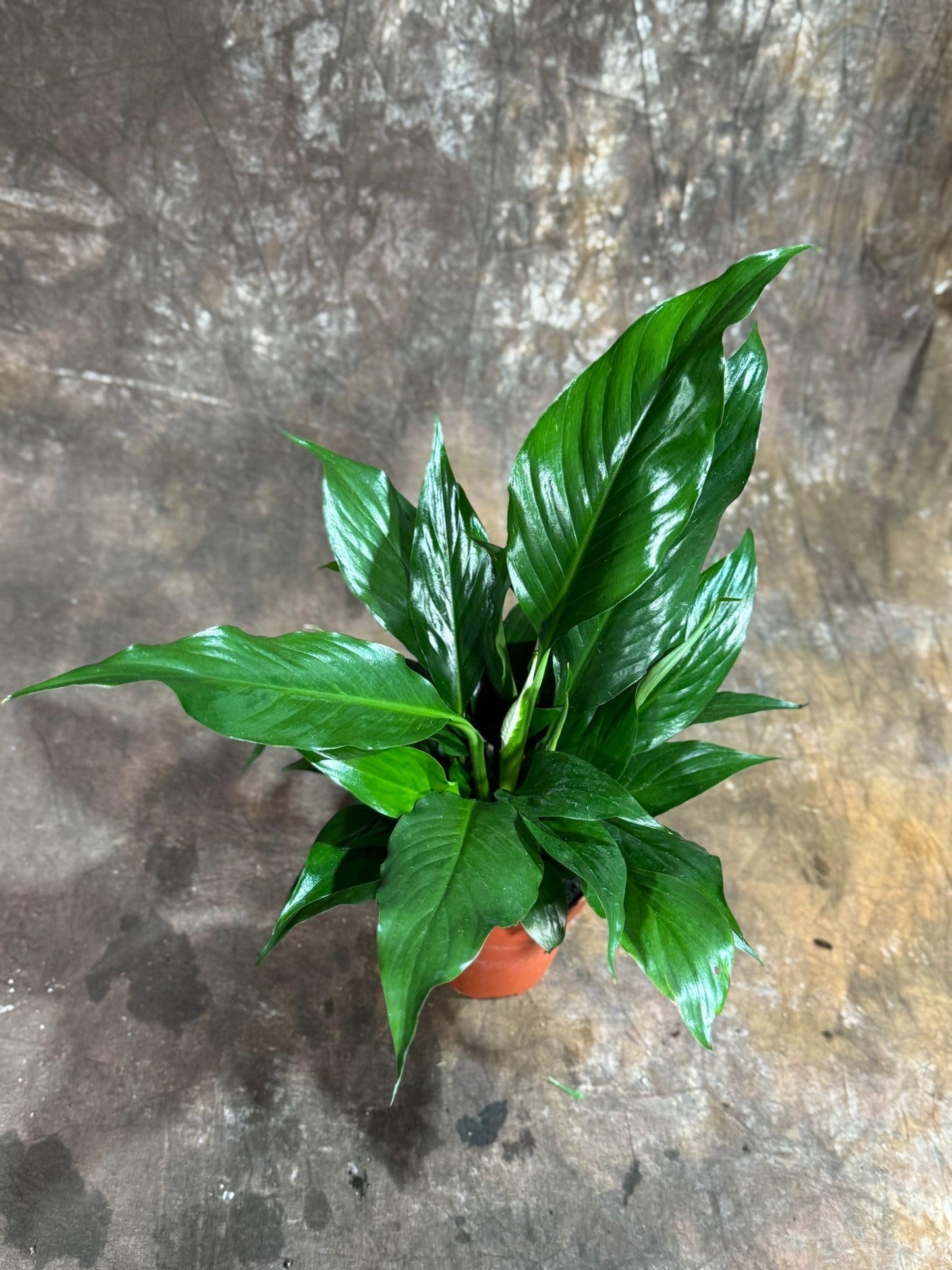 PLANTVERS Peace Lily Plant in a 4" Nursery Pot – Spathiphyllum Peace Lily – Live Indoor Flowering Plant – White Flowering Plant – Air Purifying & Low Maintenance Houseplant
